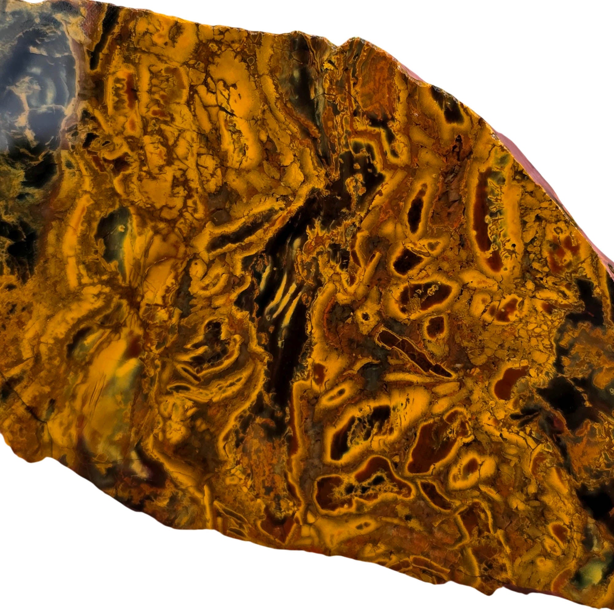 Kaleidoscope Jasper Slab – Organic Fossil Pattern Oregon Jurassic #3773-Photo5