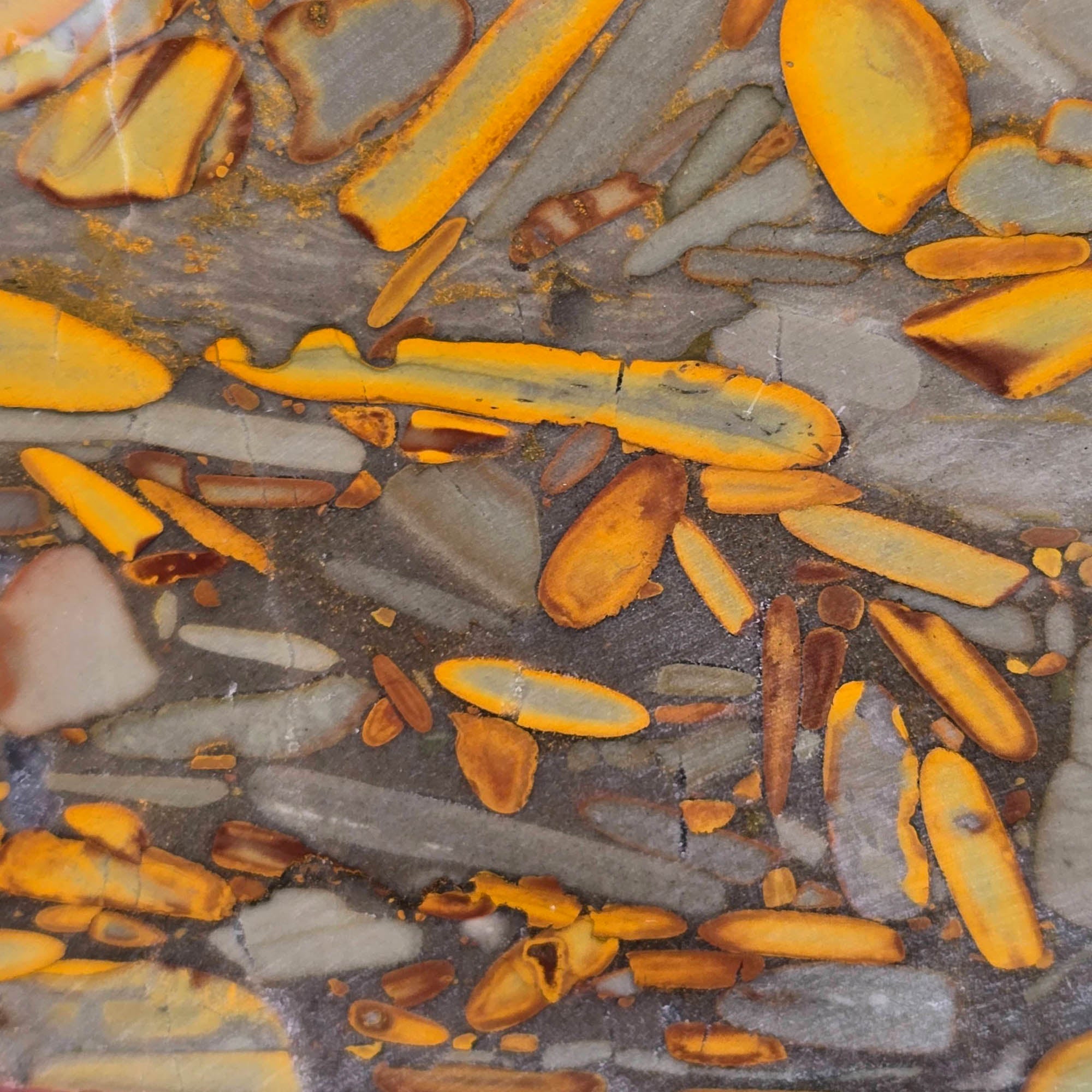 High Grade Bamboo Jasper Slab – Fossil Pattern Indonesia #3777-Photo4