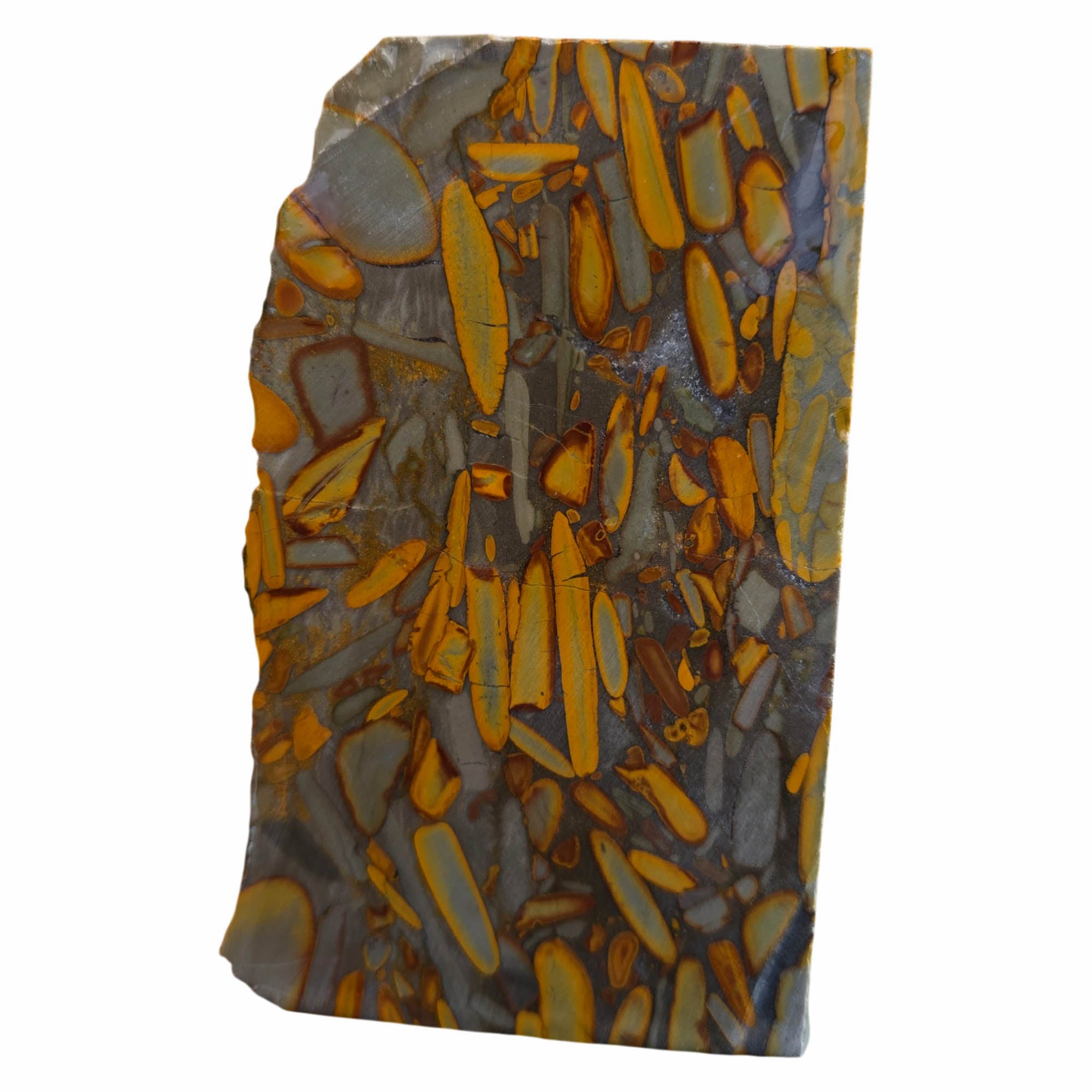 High Grade Bamboo Jasper Slab – Fossil Pattern Indonesia #3777-Photo5