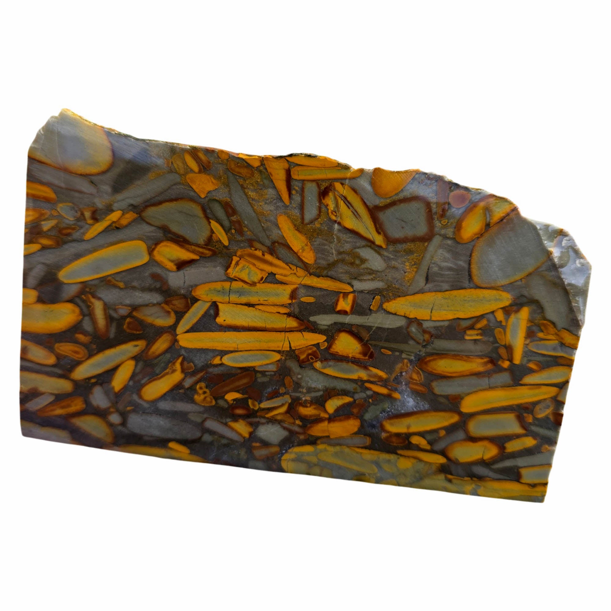 High Grade Bamboo Jasper Slab – Fossil Pattern Indonesia #3777-Photo2