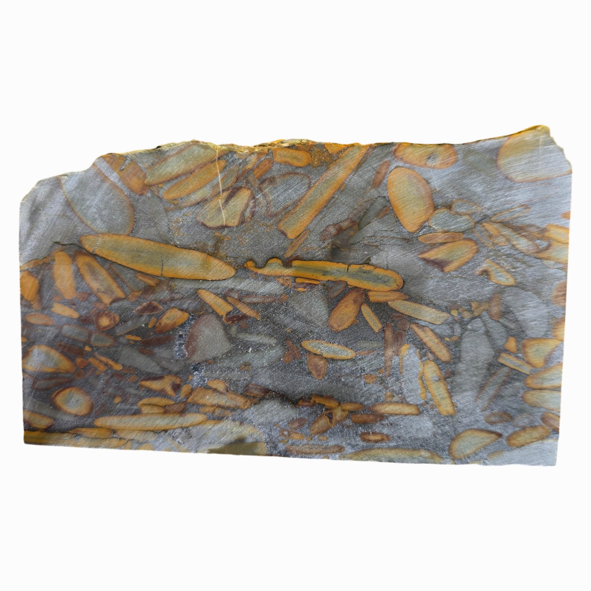 Bamboo Jasper Slab Dry – High Grade Fossil Pattern Indonesia #3777-Photo6