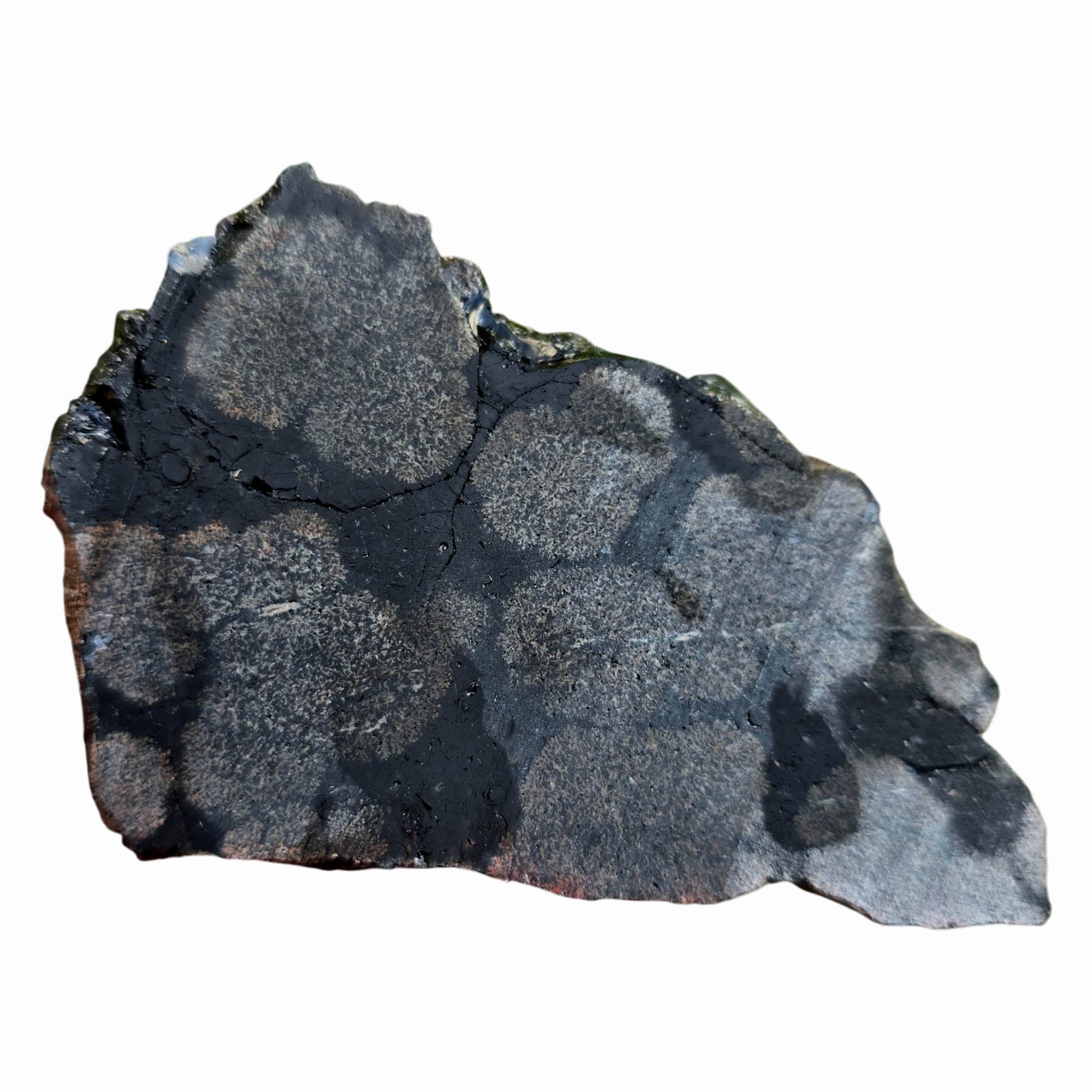 Flower Obsidian Slab Dry – Darker Snowflake Pattern Mexico Rare #3778-Photo4