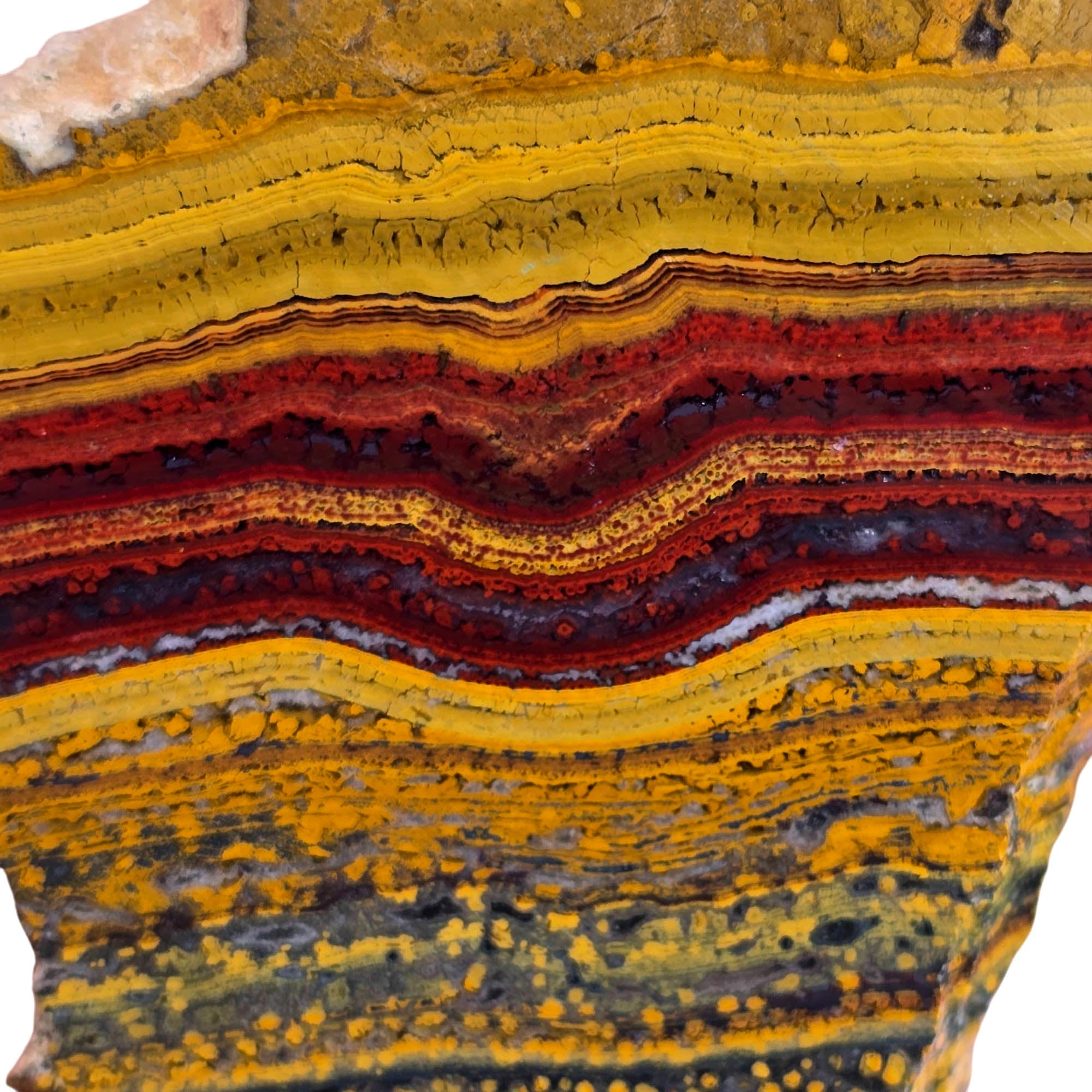 Apple Valley Jasper Slab – Red Golden Flowing Lines Oolitic Stromatolite #3782-Photo3