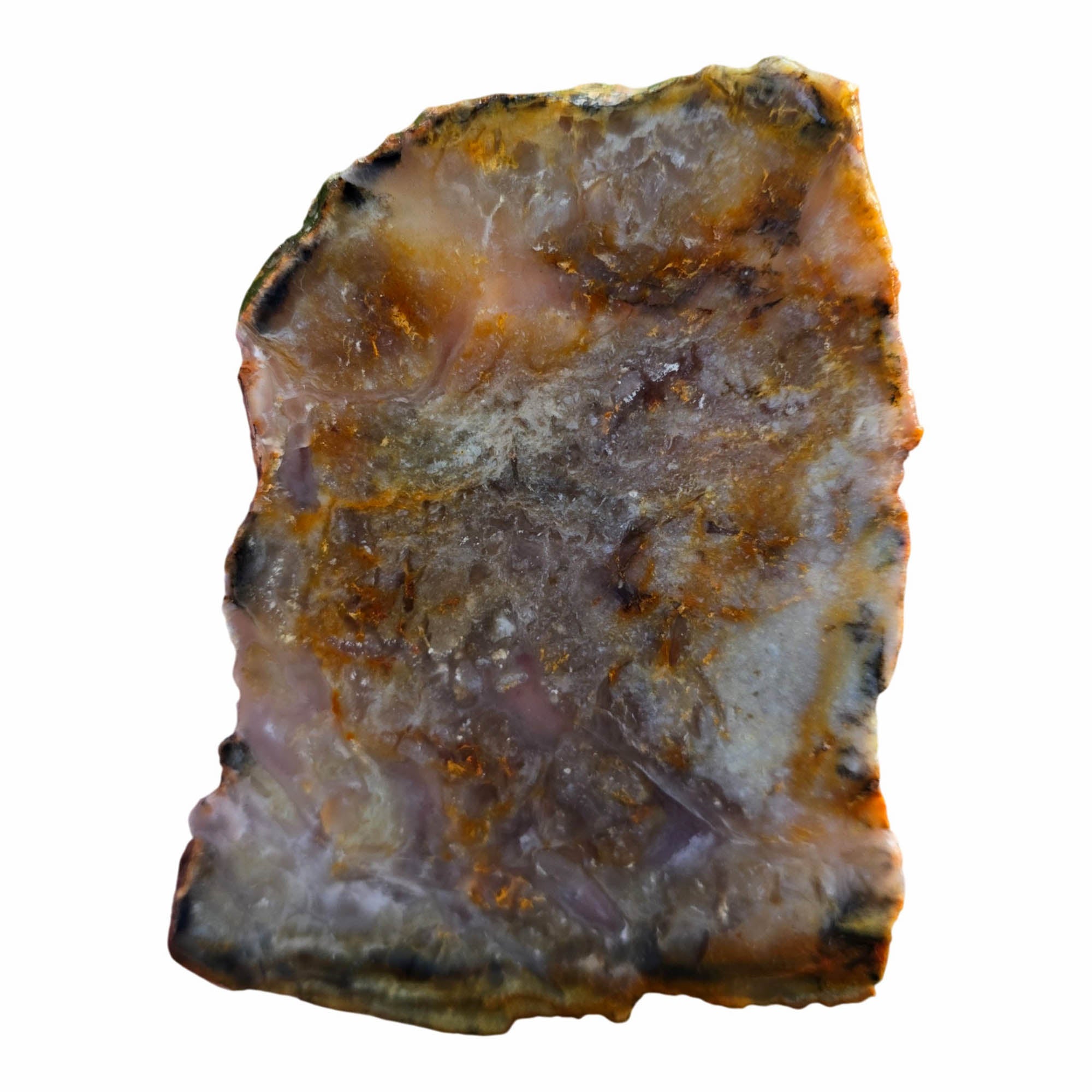 Coprolite Slab – Classic Pattern Detail – Utah Fossil! #3789-Photo3