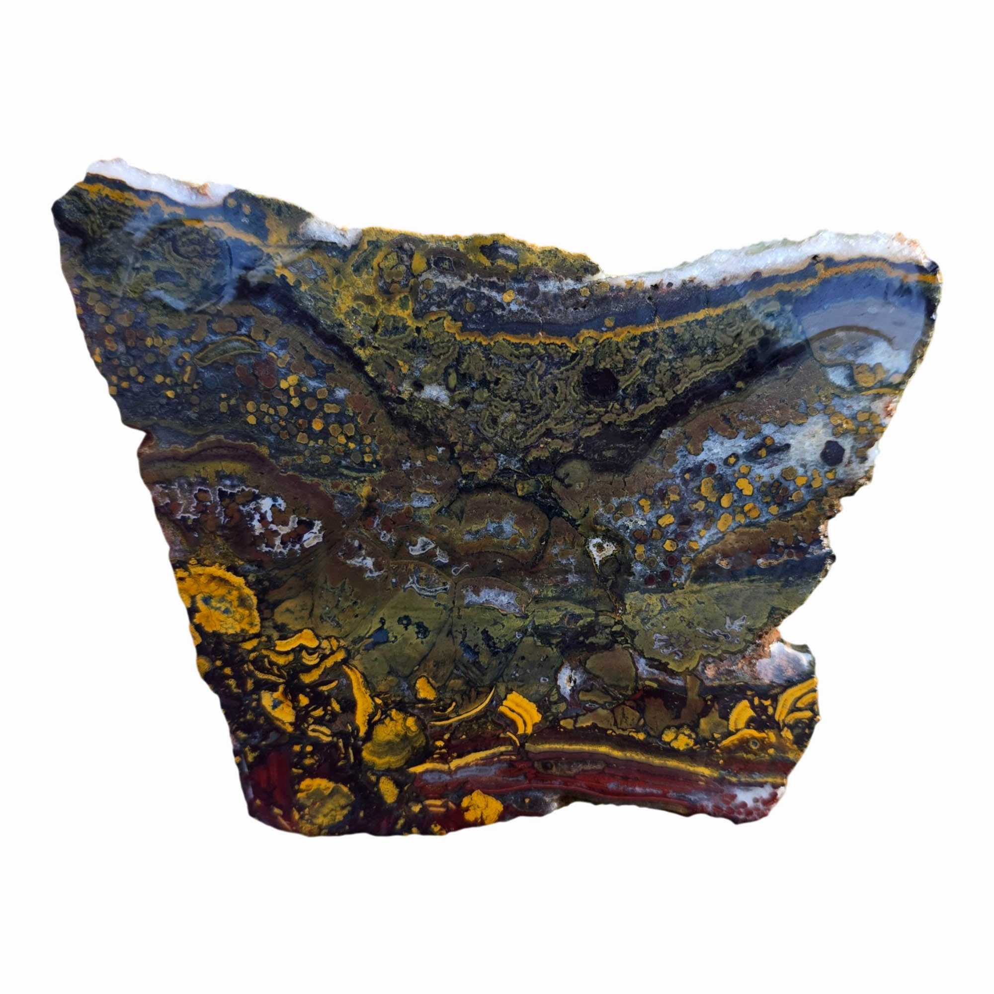 Apple Valley Jasper Slab – Jasperized Shells Stromatolite Fossil #3790-Photo3