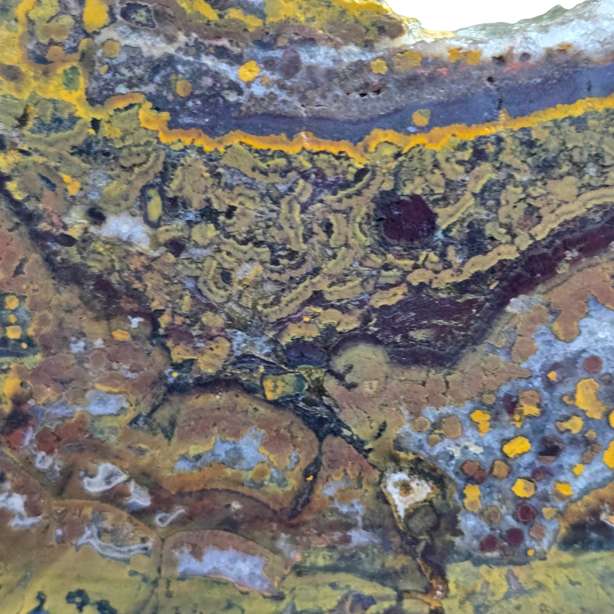 Apple Valley Jasper Slab – Jasperized Shells Stromatolite Fossil #3790-Photo4