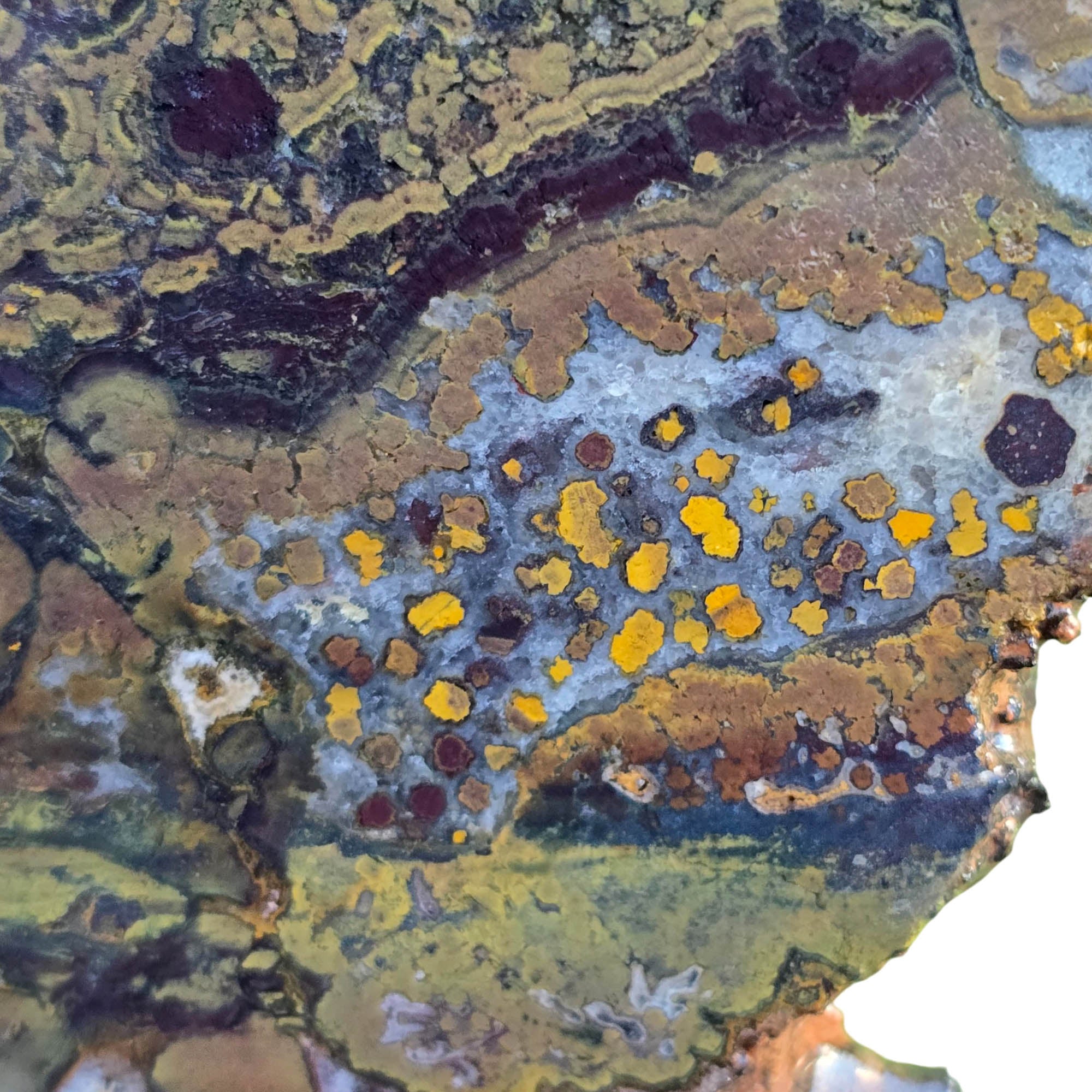 Apple Valley Jasper Slab – Jasperized Shells Stromatolite Fossil #3790-Photo5