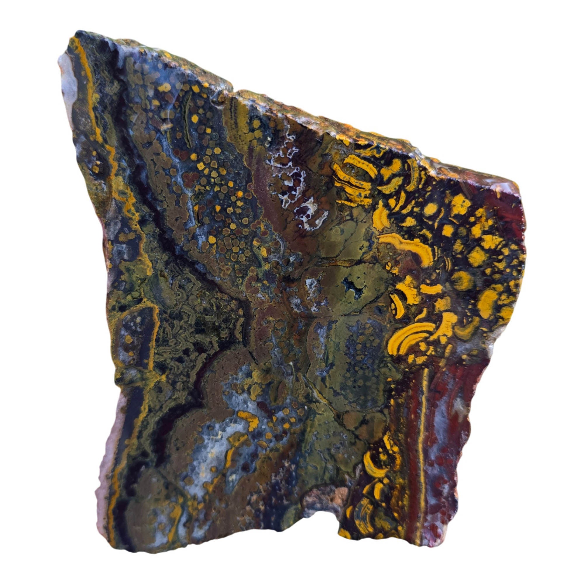 Apple Valley Jasper Slab – Jasperized Shells Stromatolite Fossil #3790-Photo6