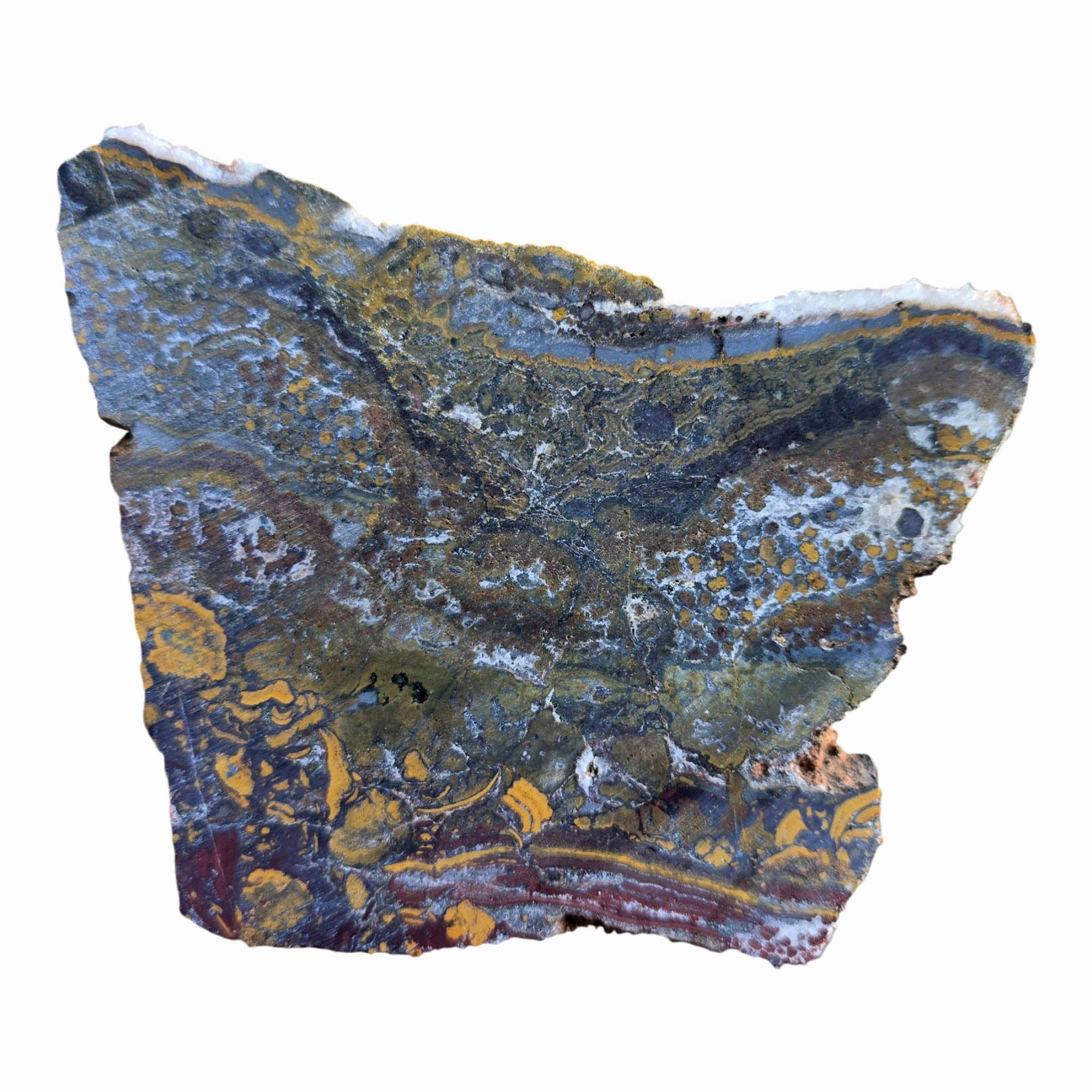 Apple Valley Jasper Slab Dry – Jasperized Shells Stromatolite Fossil #3790-Photo7