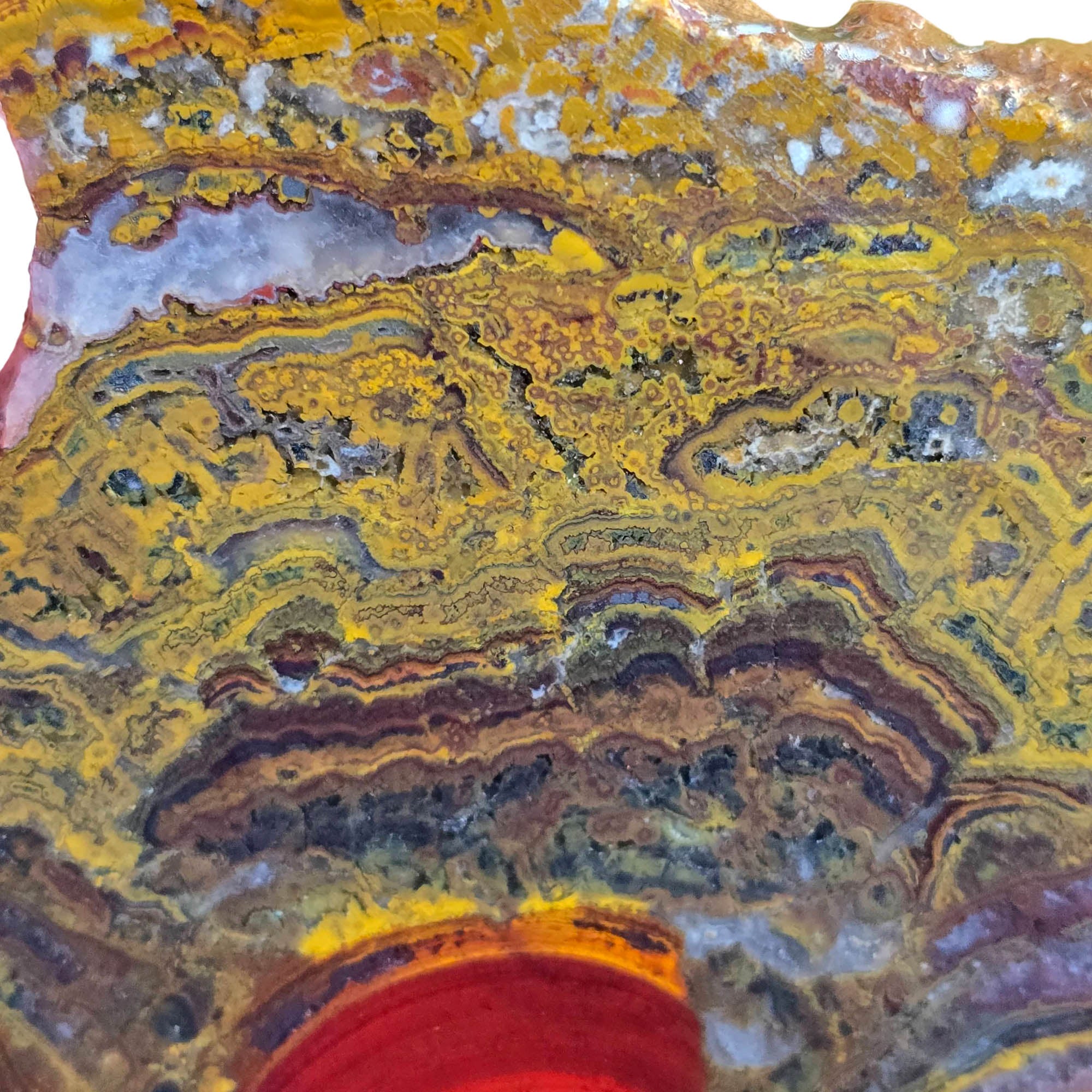 Apple Valley Jasper Slab – Brushstroke Flowering Stromatolite Hematite Pattern #3793-Photo4