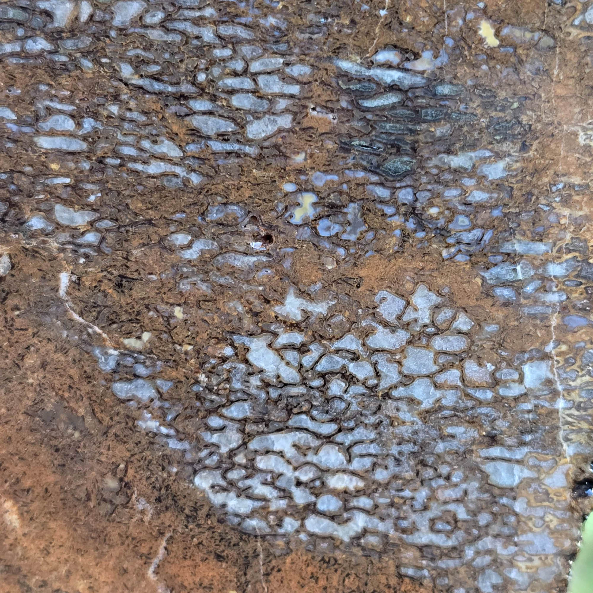 Gem Dinosaur Bone Slab – Cell Pattern Variable Preservation #3796-Photo3