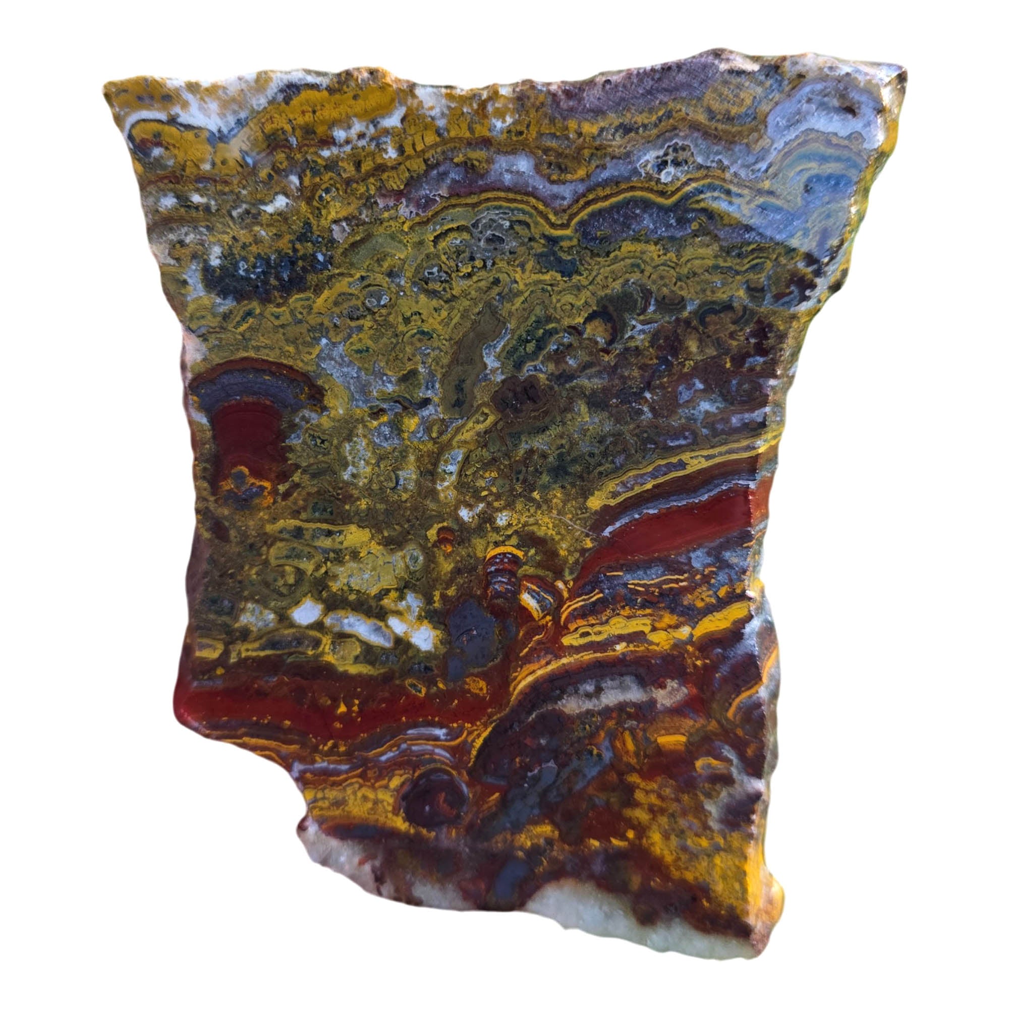 Apple Valley Jasper Slab – Hematite Flowers Stromatolite Fossil Detail #3798-Photo3