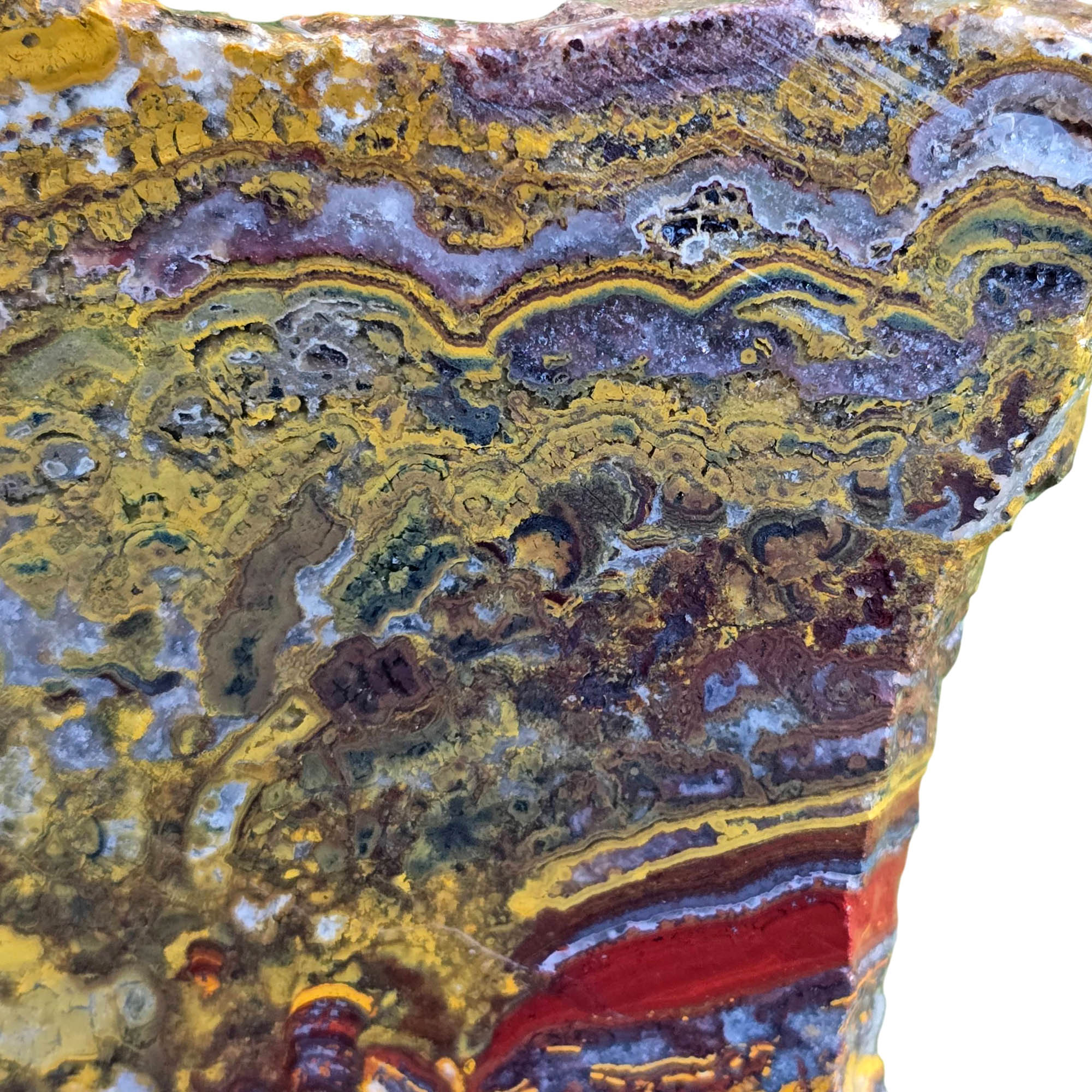 Apple Valley Jasper Slab – Hematite Flowers Stromatolite Fossil Detail #3798-Photo4