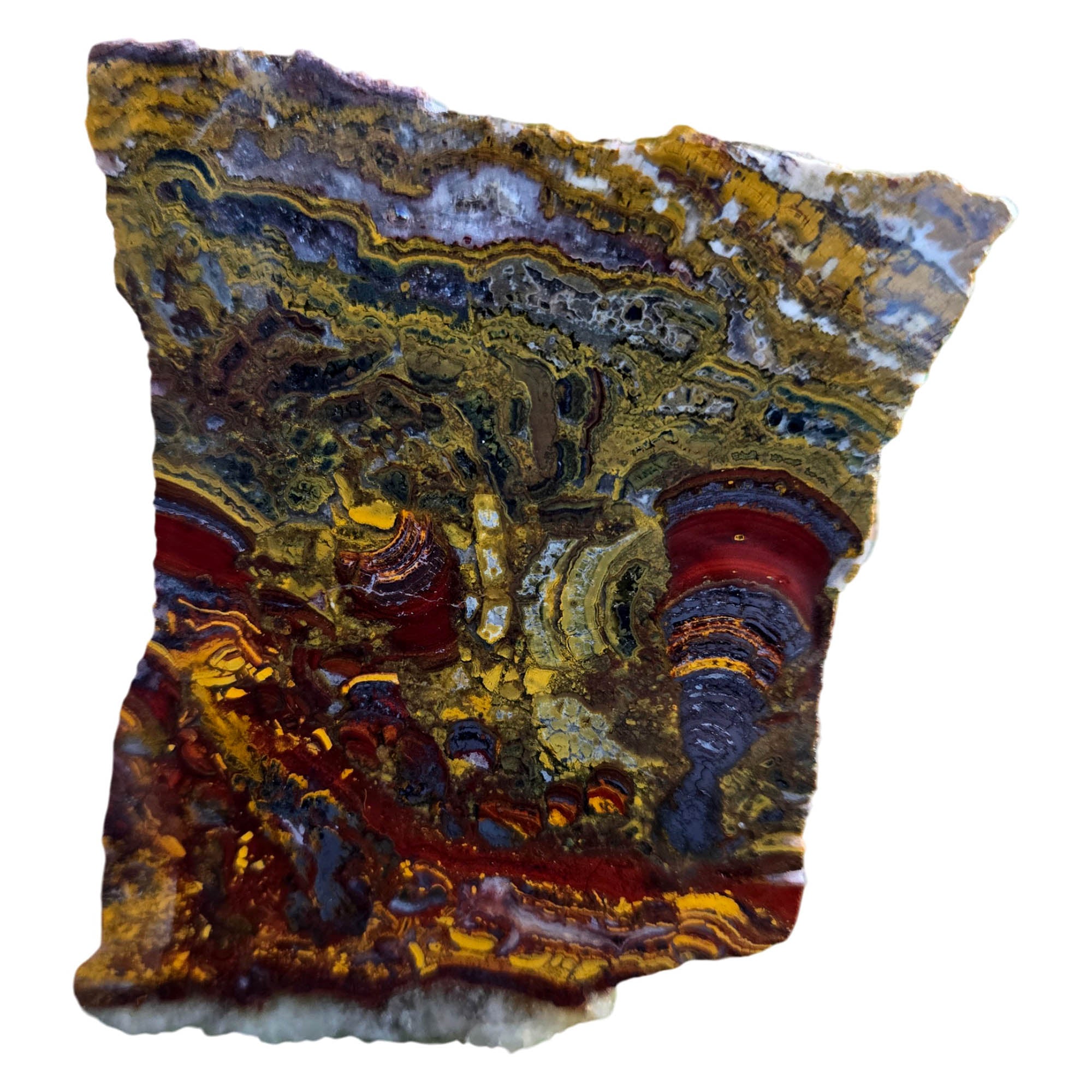 Apple Valley Jasper Slab – Hematite Flowers Stromatolite Fossil Detail #3798-Photo5