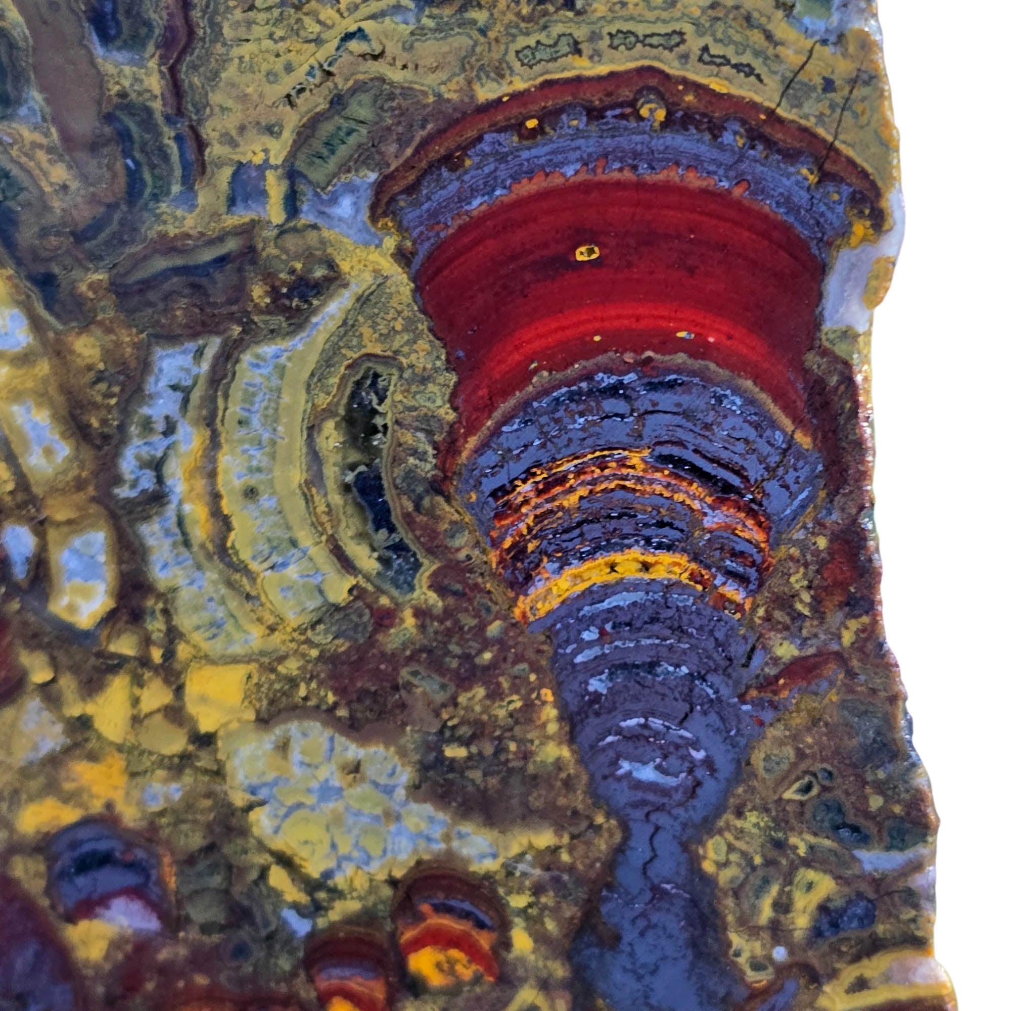 Apple Valley Jasper Slab – Hematite Flowers Stromatolite Fossil Detail #3798-Photo6