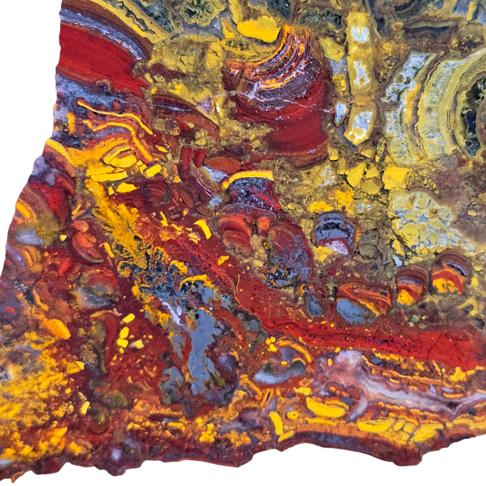 Apple Valley Jasper Slab – Hematite Flowers Stromatolite Fossil Detail #3798-Photo7