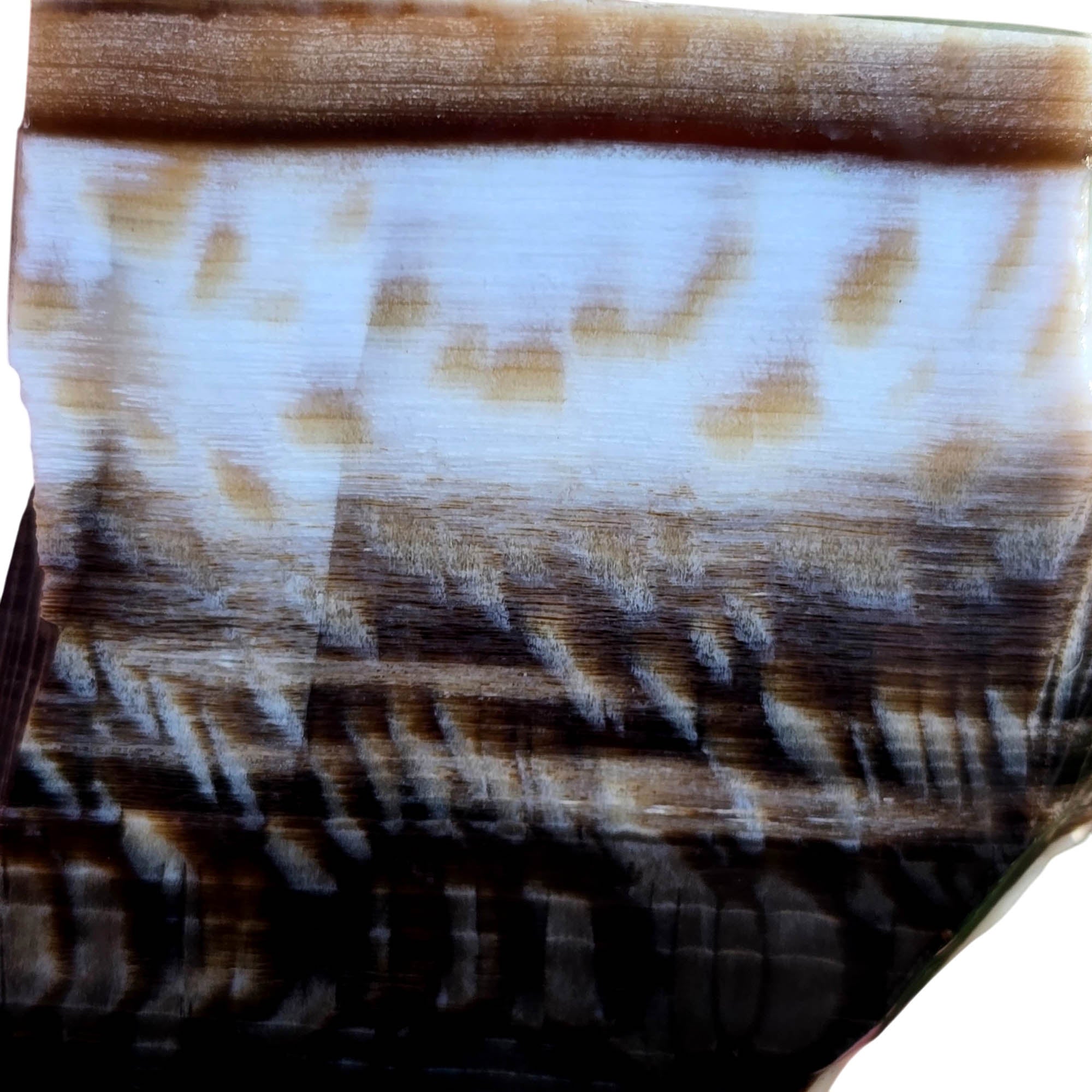 Badger Pocket Petrified Wood Slab – Sycamore Yin Yang Black White! #3799-Photo3