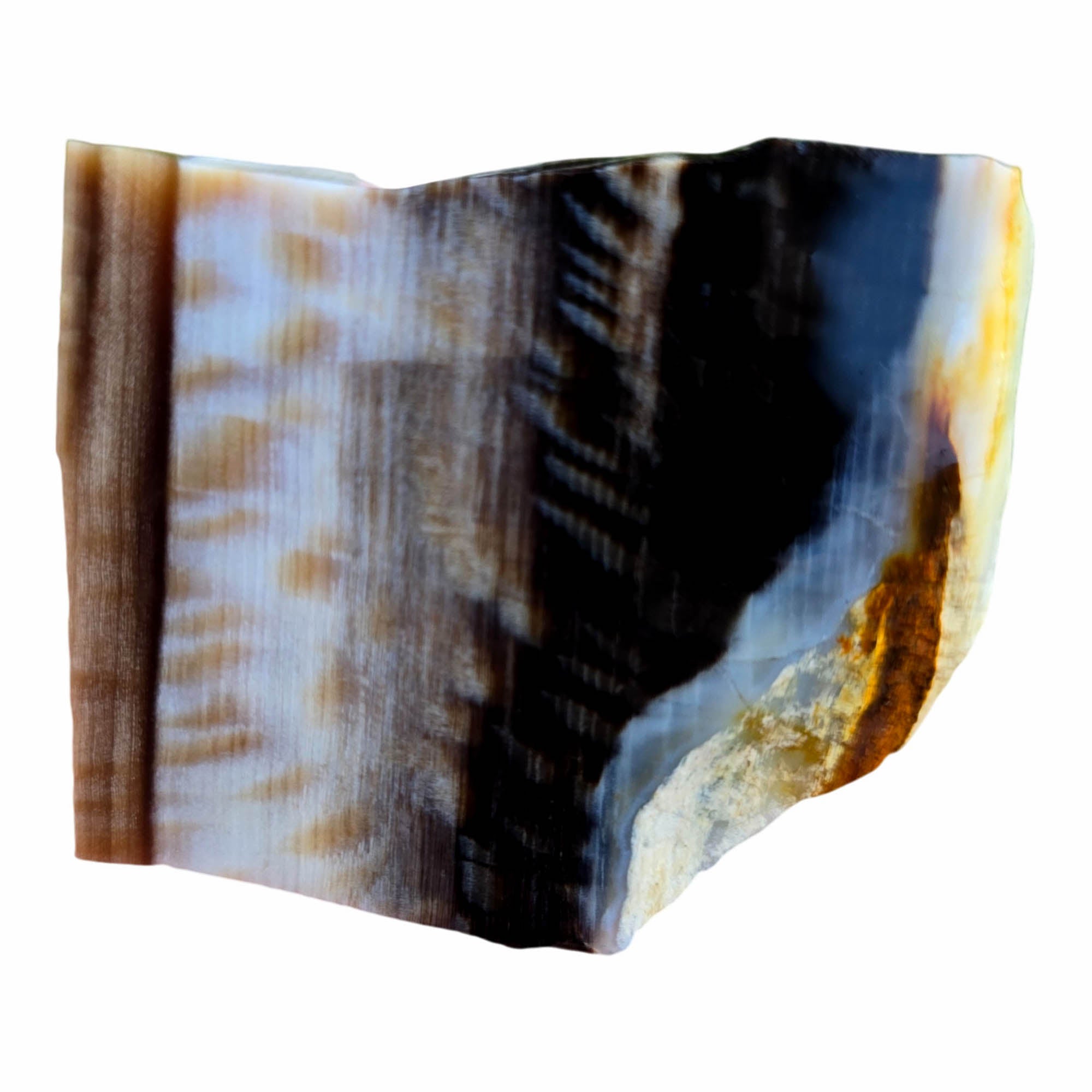 Badger Pocket Petrified Wood Slab – Sycamore Yin Yang Black White! #3799-Photo4