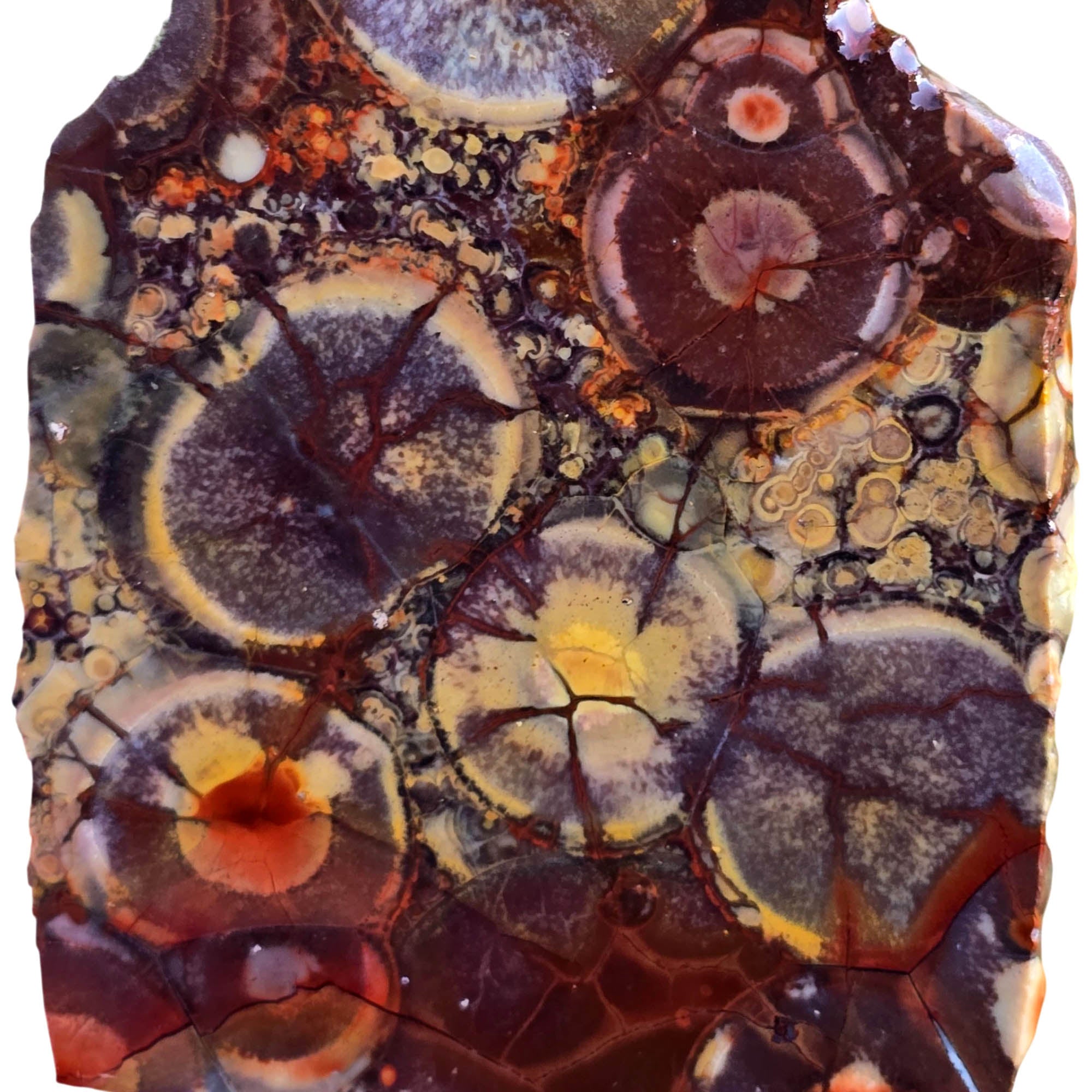 Birdseye Rhyolite Slab – Orbicular Eye Pattern Old Stock Mexican #3805-Photo2