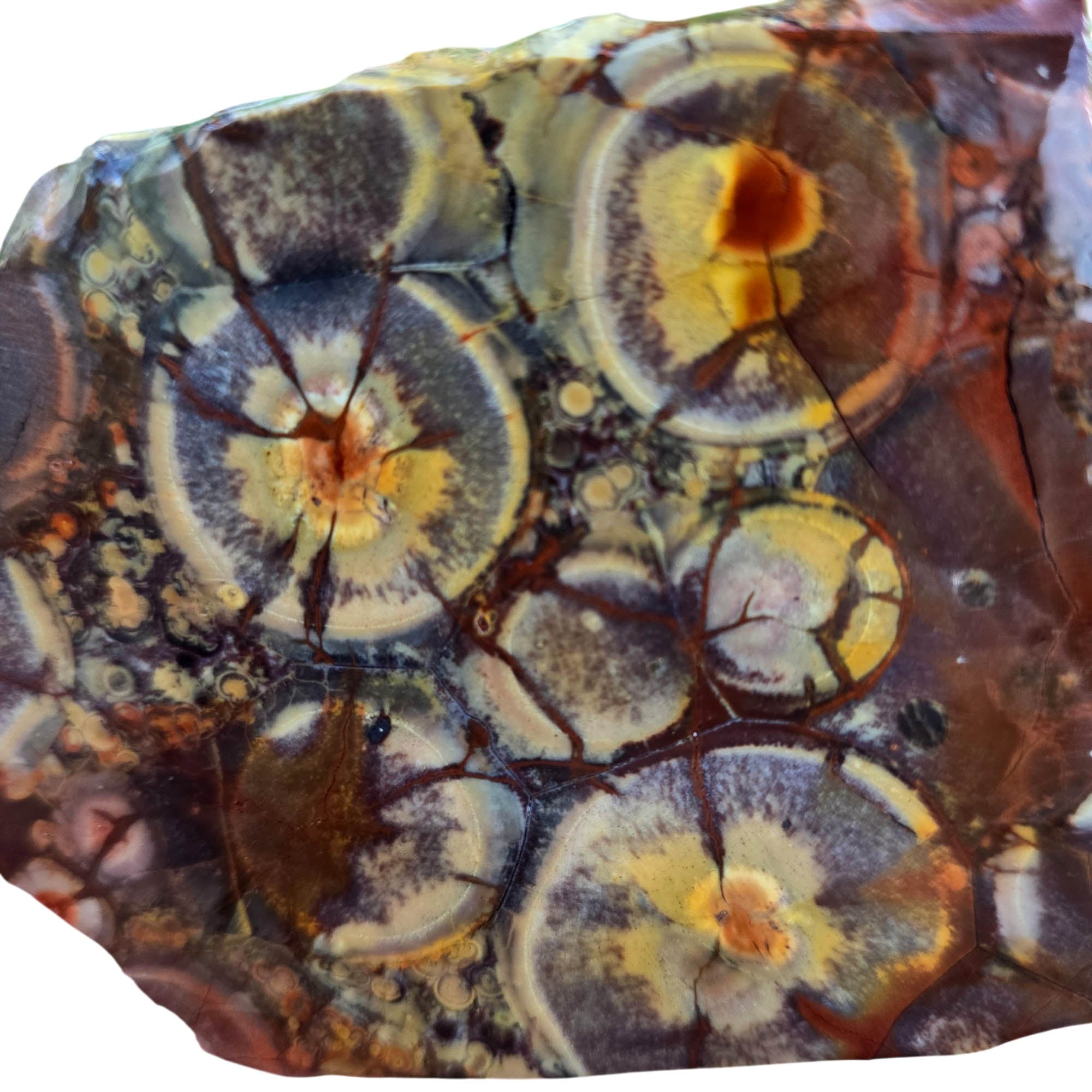 Birdseye Rhyolite Slab – Orbicular Eye Pattern Old Stock Mexican #3805-Photo4