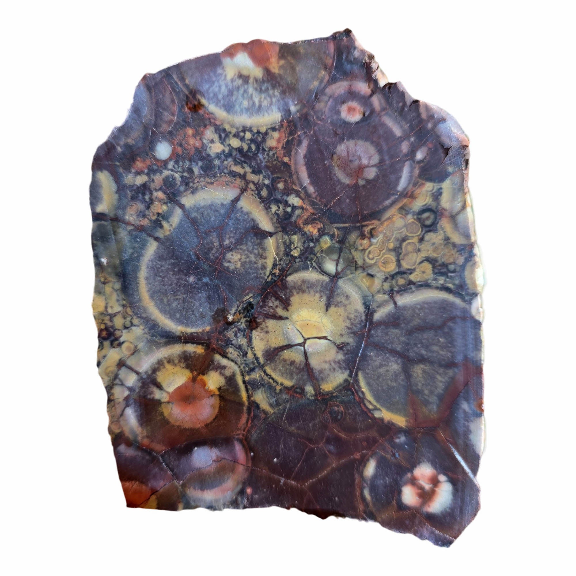 Birdseye Rhyolite Slab Dry – Orbicular Eye Pattern Old Stock Mexican #3805-Photo5