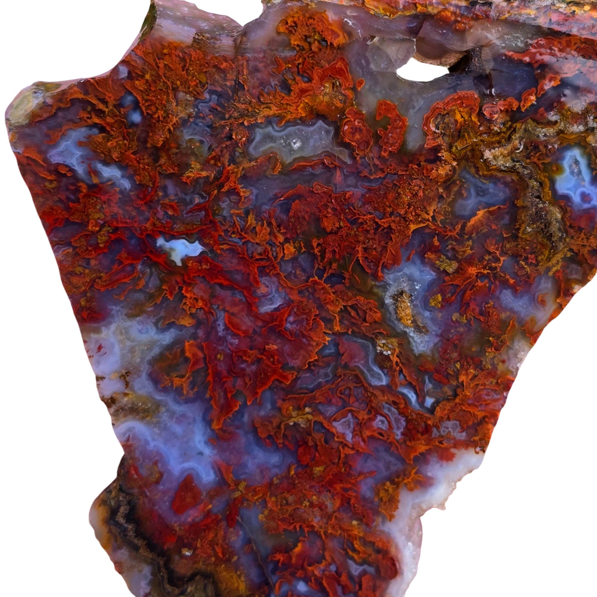 San Carlos Agate Slab - Red Moss High-Grade Mexican Discovery #3806-Photo3