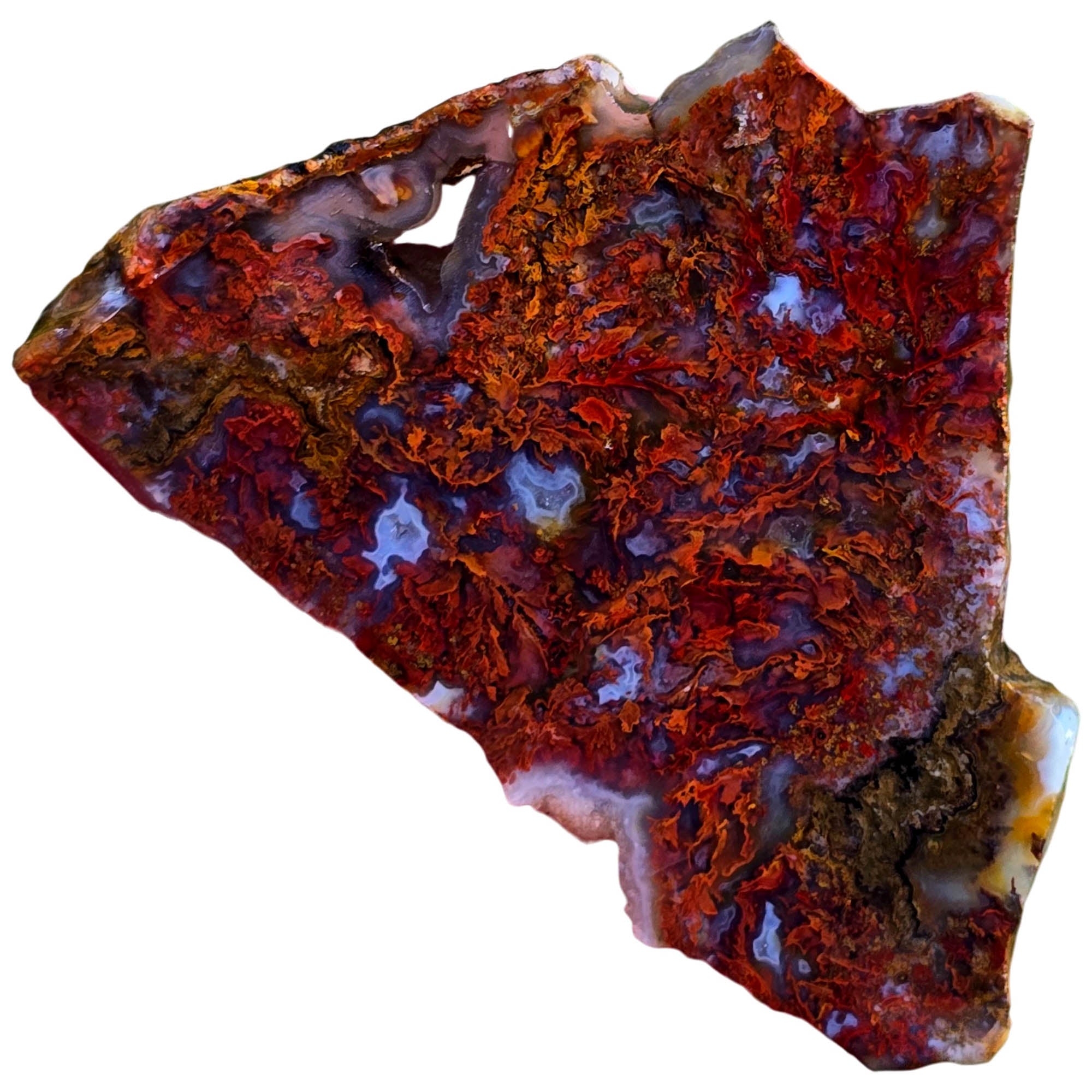 San Carlos Agate Slab - Red Moss High-Grade Mexican Discovery #3806-Photo4