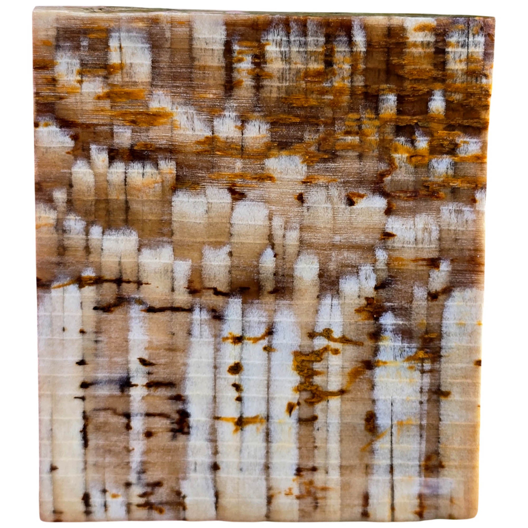 Badger Pocket Petrified Wood Slab – Intricate Sycamore Pattern Ultra Rare #3808-Photo2