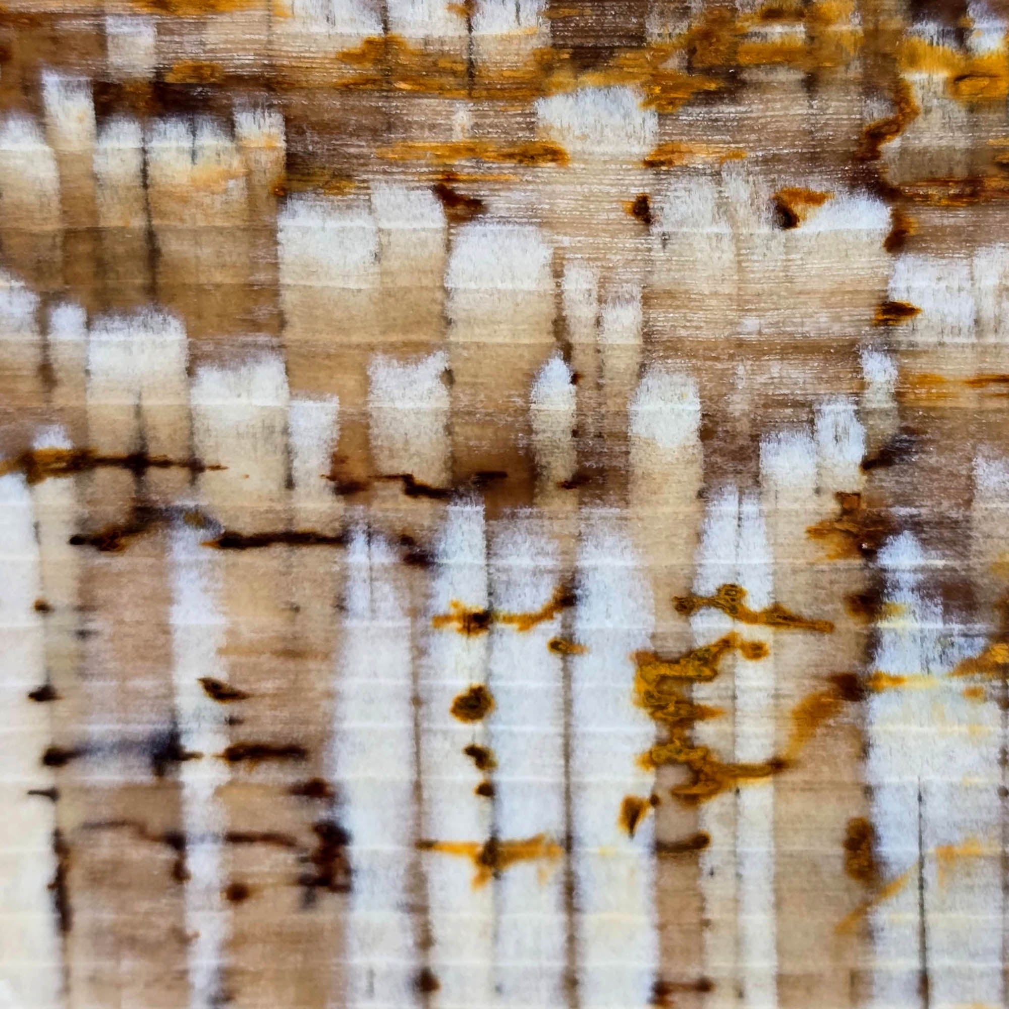 Badger Pocket Petrified Wood Slab – Intricate Sycamore Pattern Ultra Rare #3808-Photo3