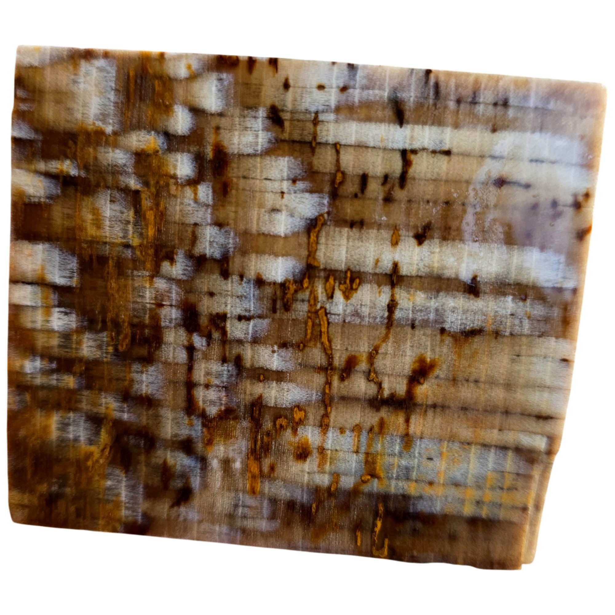 Badger Pocket Petrified Wood Slab – Intricate Sycamore Pattern Ultra Rare #3808-Photo4