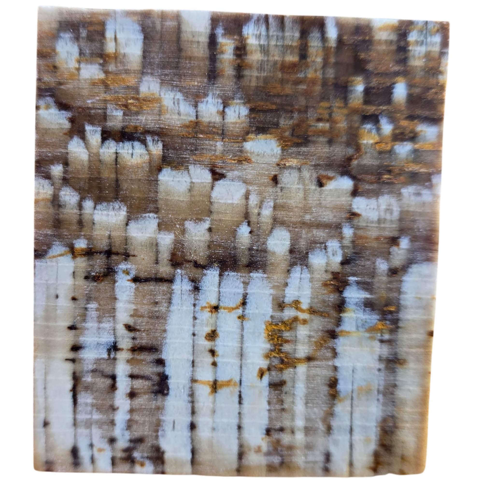 Badger Pocket Petrified Wood Slab Dry – Intricate Sycamore Pattern Ultra Rare #3808-Photo5