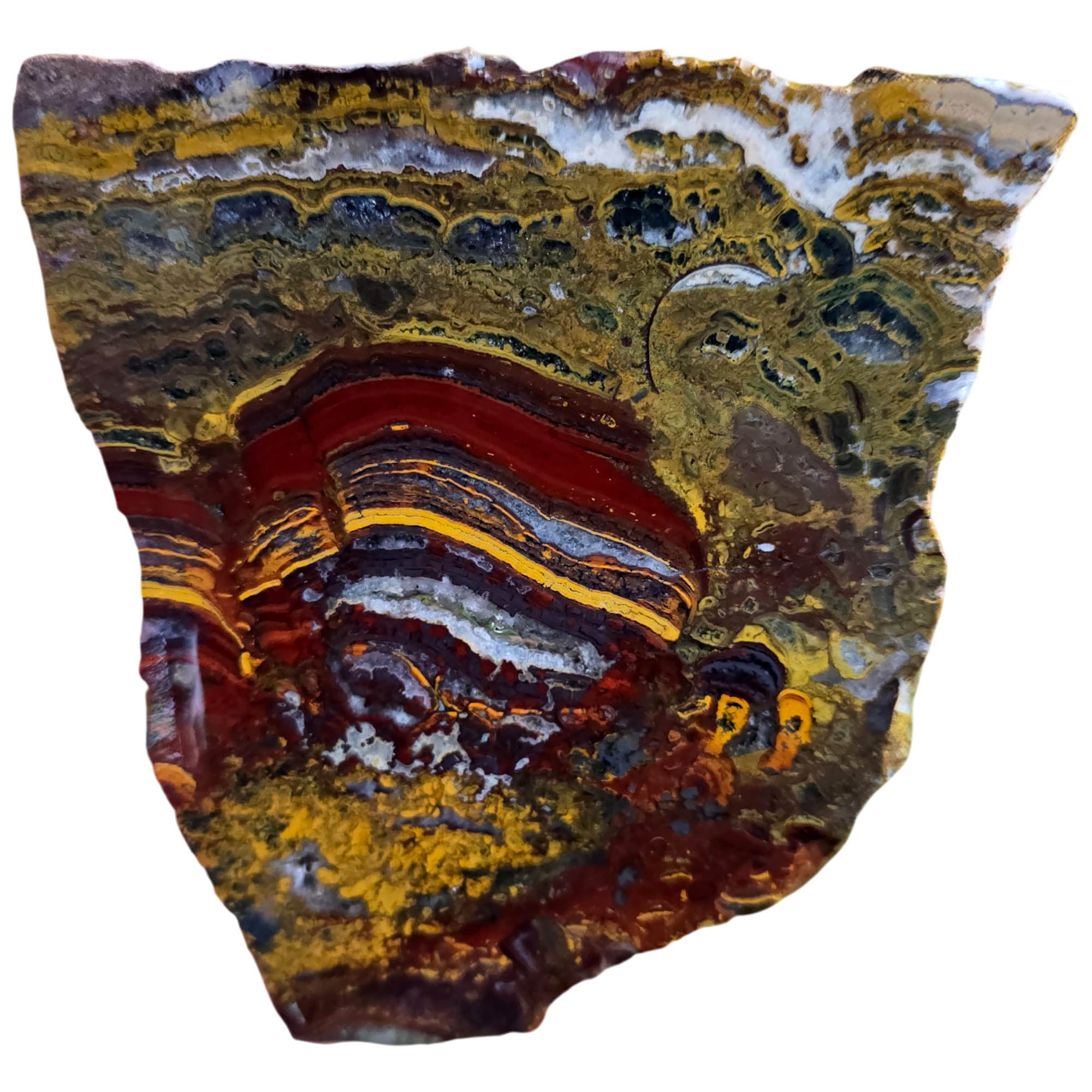 Apple Valley Jasper Slab - Hematite Flowers Stromatolite Devils Toenail #3811-Photo1