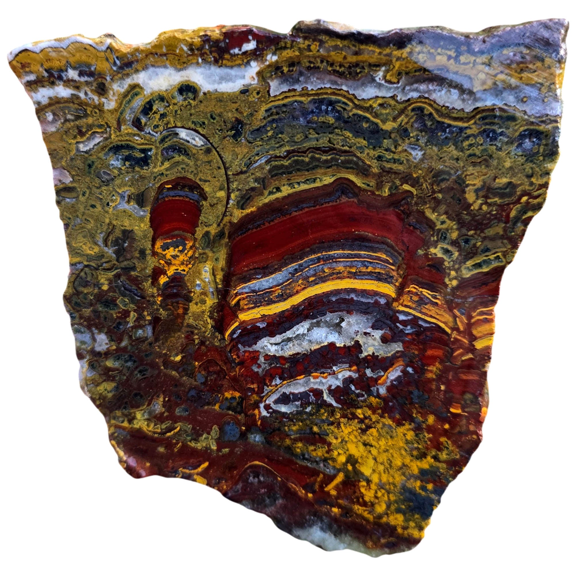 Apple Valley Jasper Slab - Hematite Flowers Stromatolite Devils Toenail #3811-Photo3