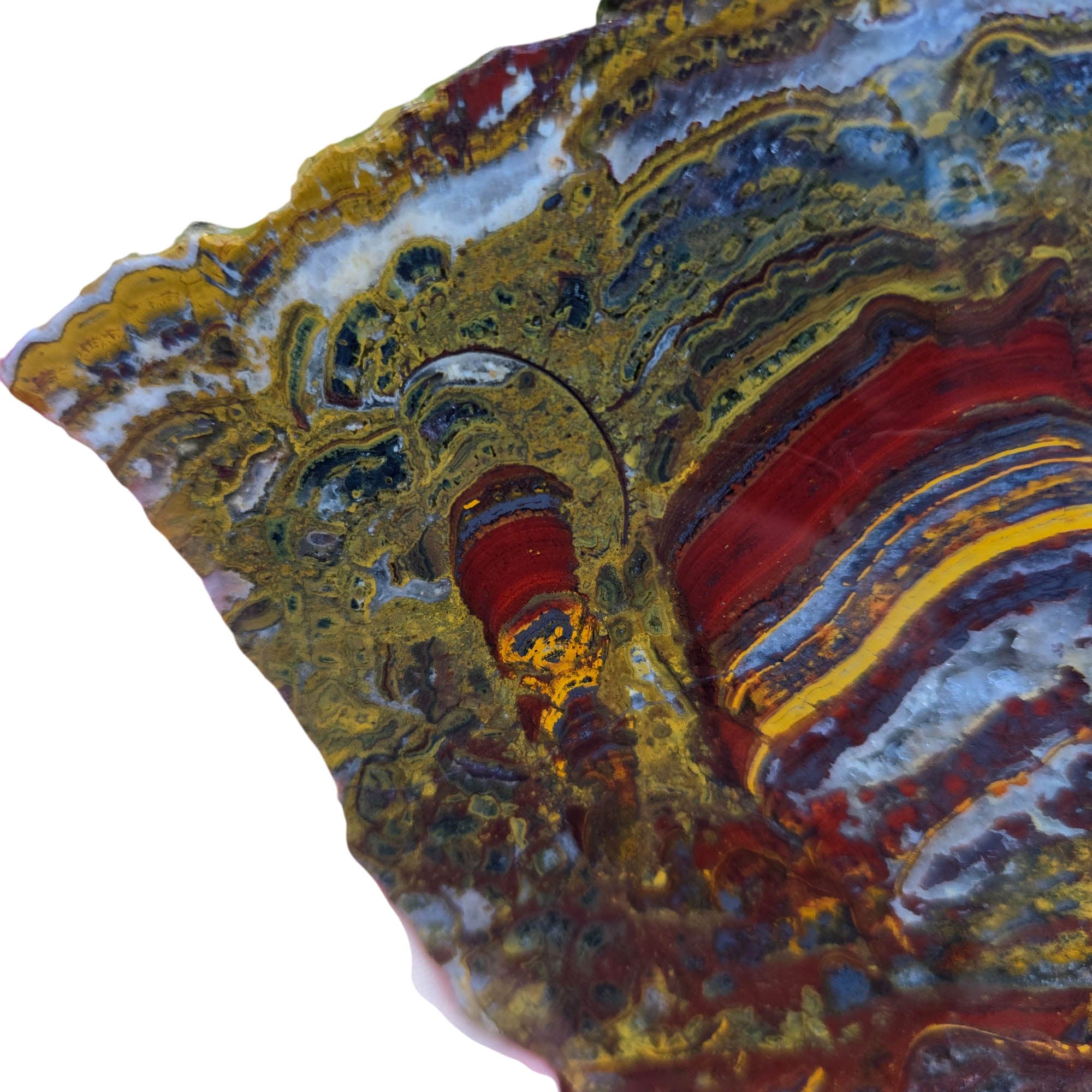 Apple Valley Jasper Slab - Hematite Flowers Stromatolite Devils Toenail #3811-Photo4