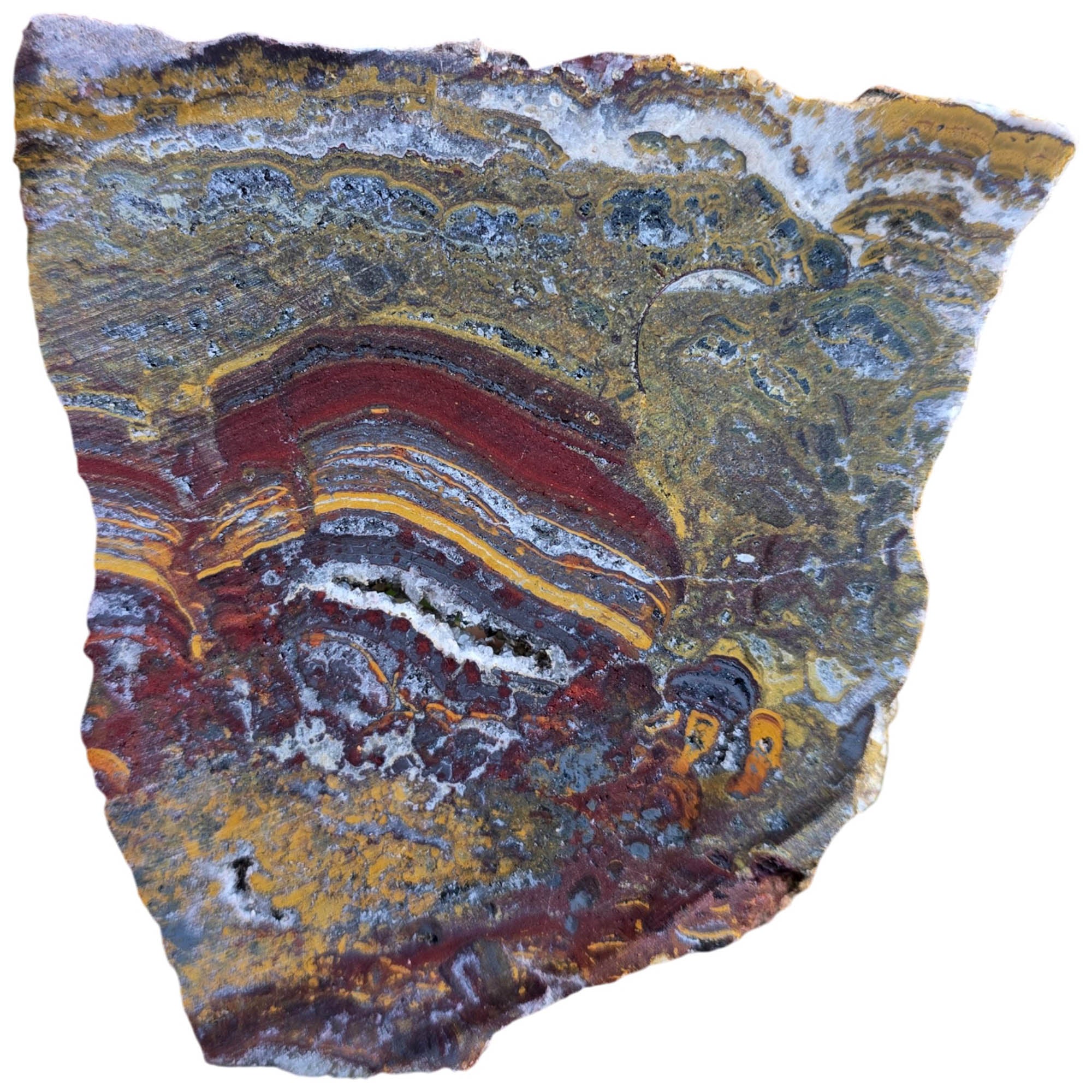 Apple Valley Jasper Slab Dry - Hematite Flowers Stromatolite Devils Toenail #3811-Photo5