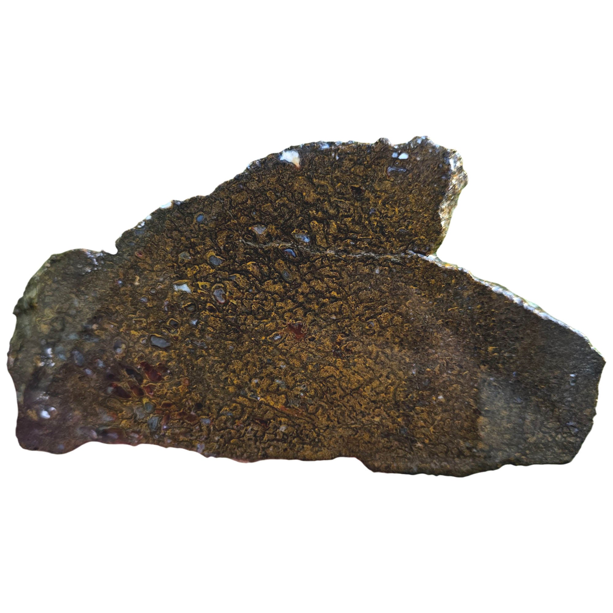 Gem Dinosaur Bone Slab – Well-Defined Cell Pattern Silicated Fossil #3820-Photo2