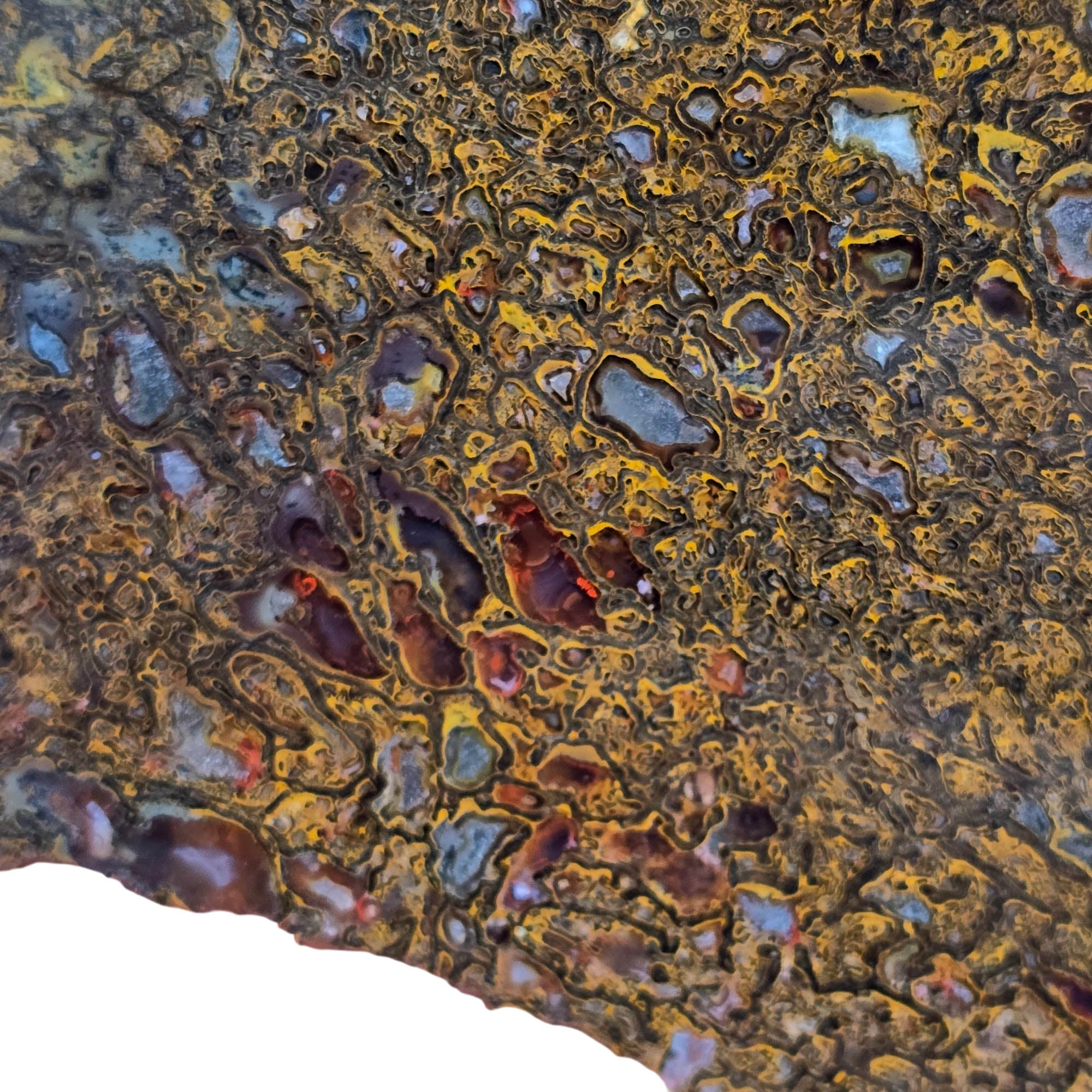 Gem Dinosaur Bone Slab – Well-Defined Cell Pattern Silicated Fossil #3820-Photo1