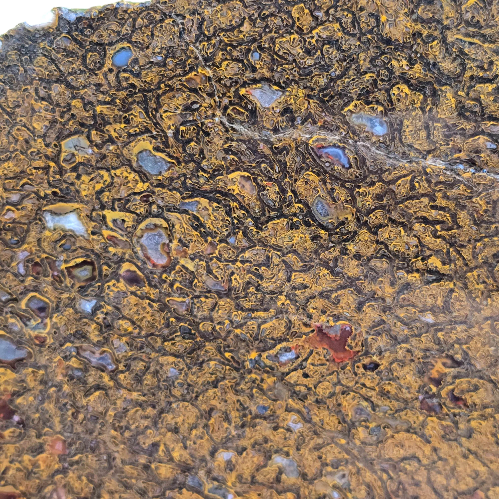 Gem Dinosaur Bone Slab – Well-Defined Cell Pattern Silicated Fossil #3820-Photo3