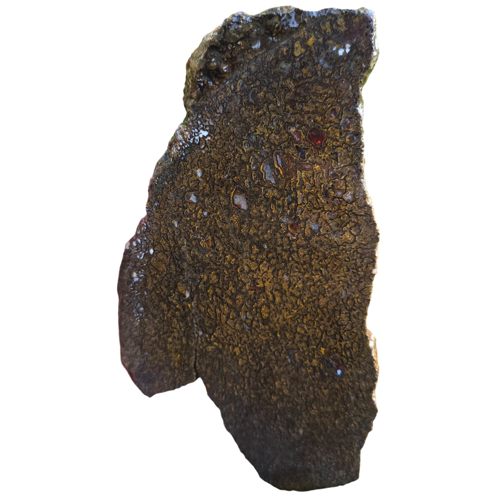 Gem Dinosaur Bone Slab – Well-Defined Cell Pattern Silicated Fossil #3820-Photo4