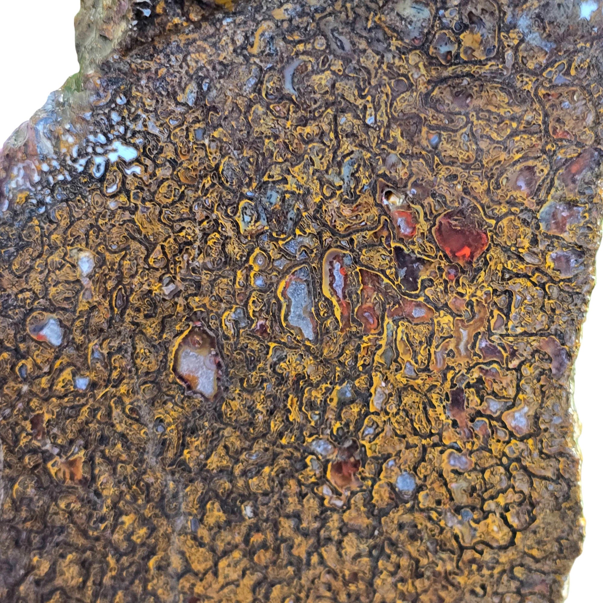 Gem Dinosaur Bone Slab – Well-Defined Cell Pattern Silicated Fossil #3820-Photo5