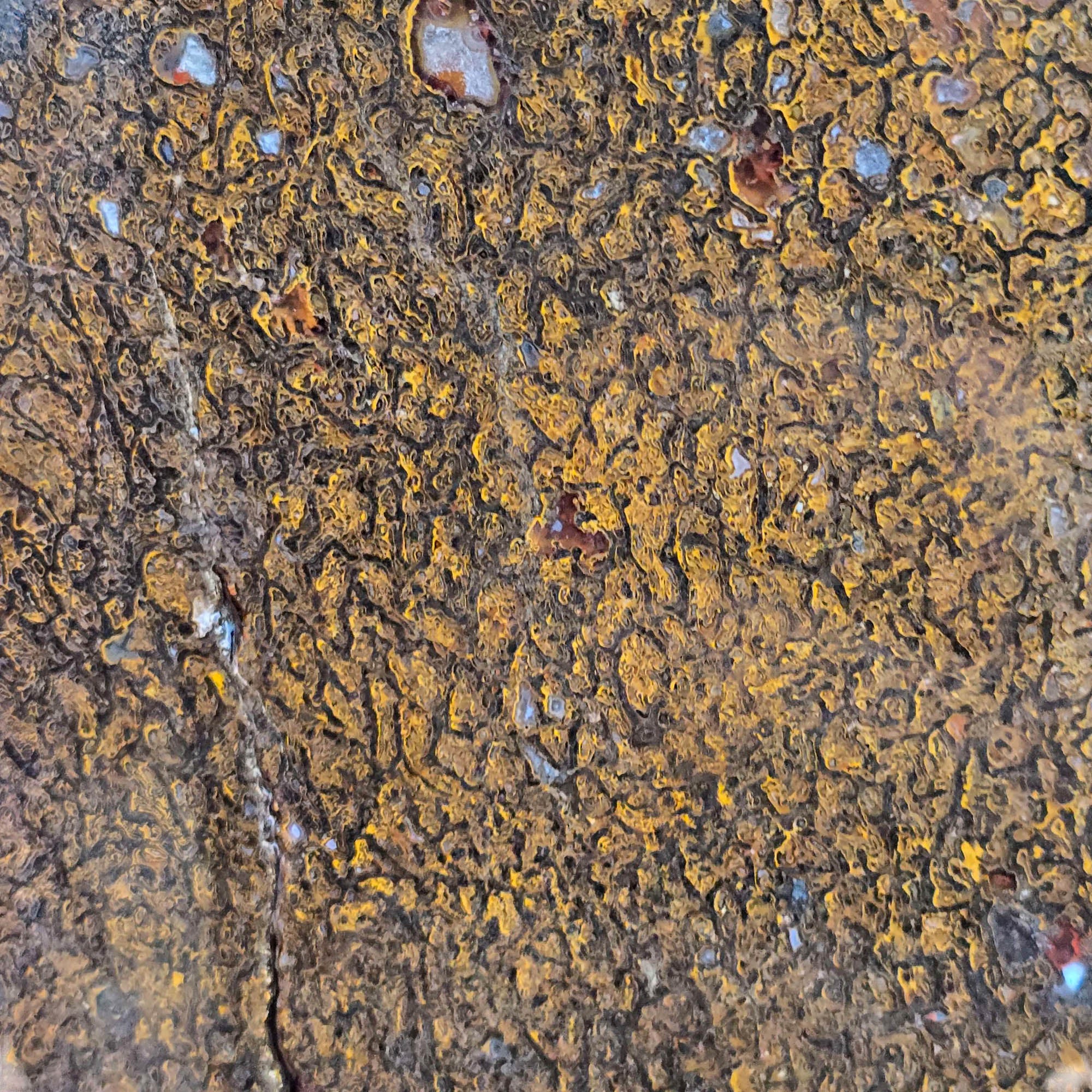 Gem Dinosaur Bone Slab – Well-Defined Cell Pattern Silicated Fossil #3820-Photo6