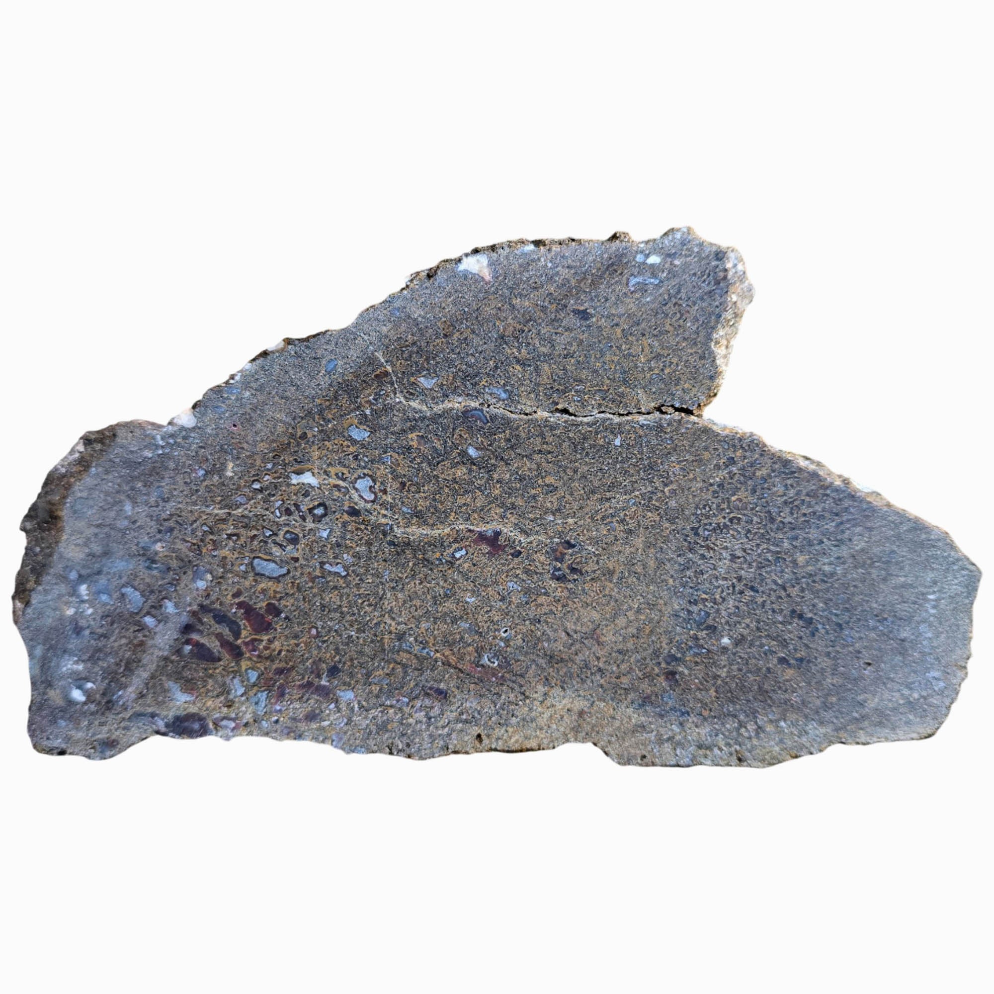 Gem Dinosaur Bone Slab Dry – Well-Defined Cell Pattern Silicated Fossil #3820-Photo7