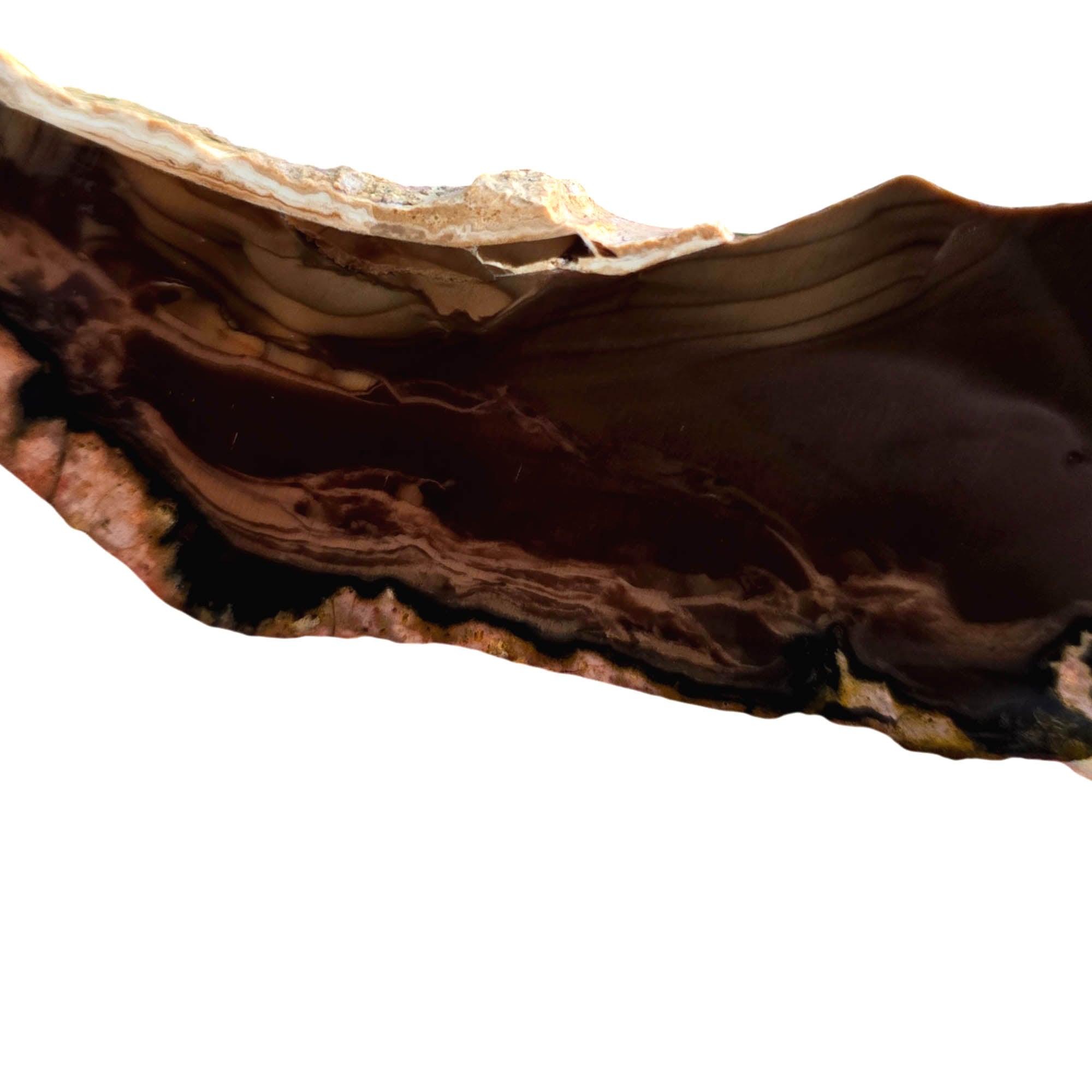 Whiskey Creek Jasper Slab – Orbicular Brecciated Deep Brown Pattern #3825-2