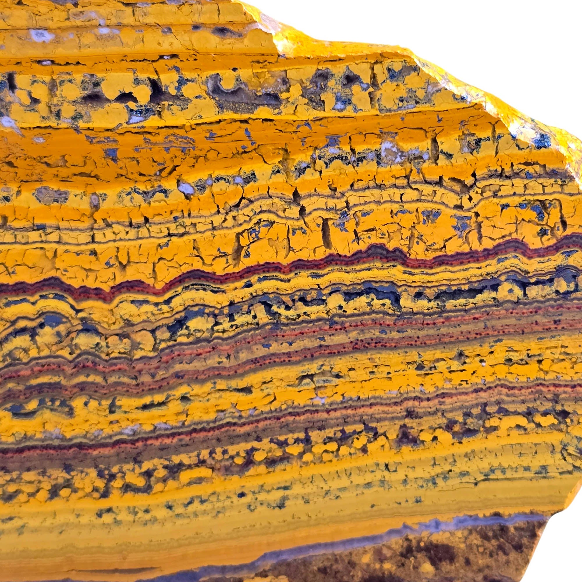 Apple Valley Jasper Slab - Banded Gold Stromatolites - Oregon Classic