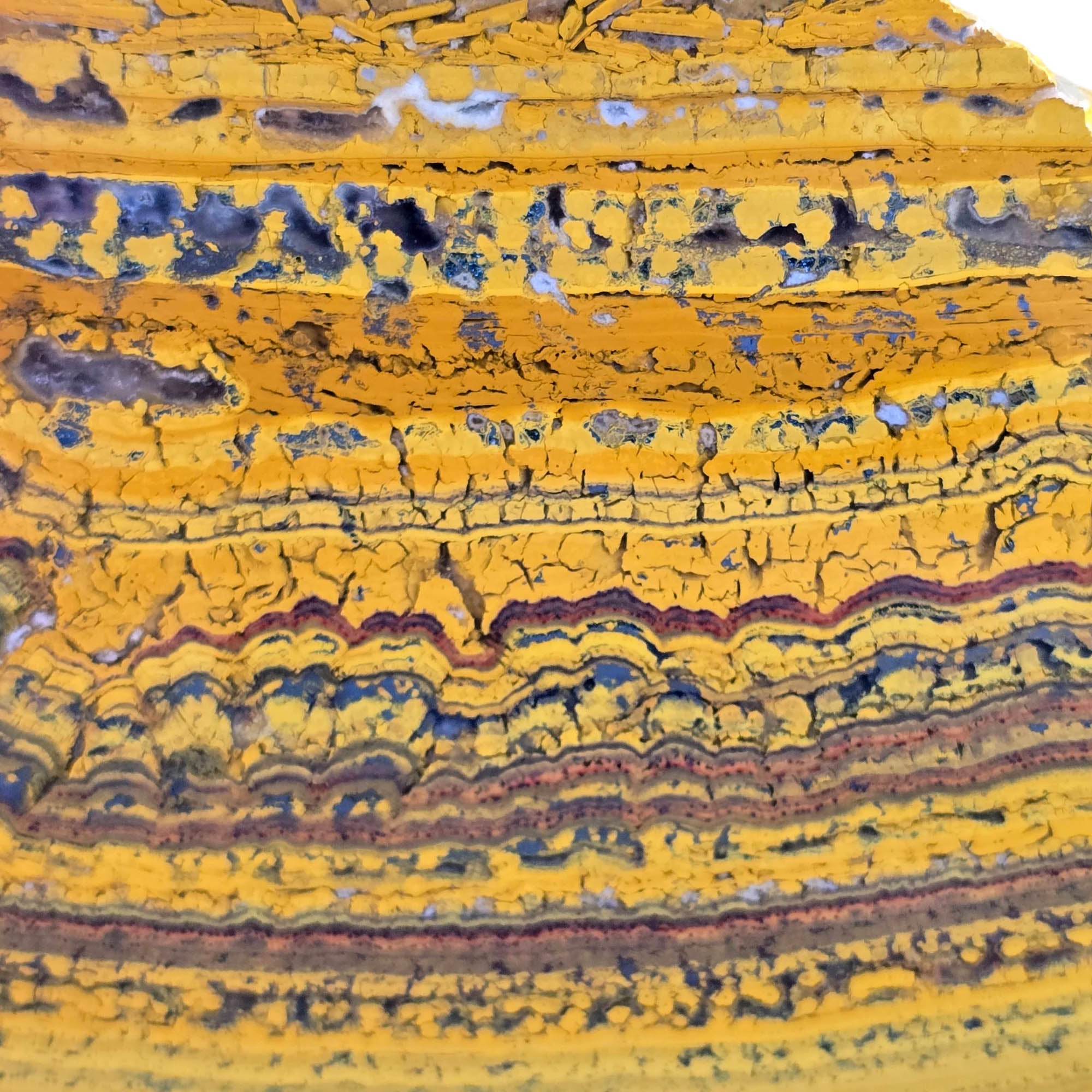 Apple Valley Jasper Slab - Banded Gold Stromatolites - Oregon Classic