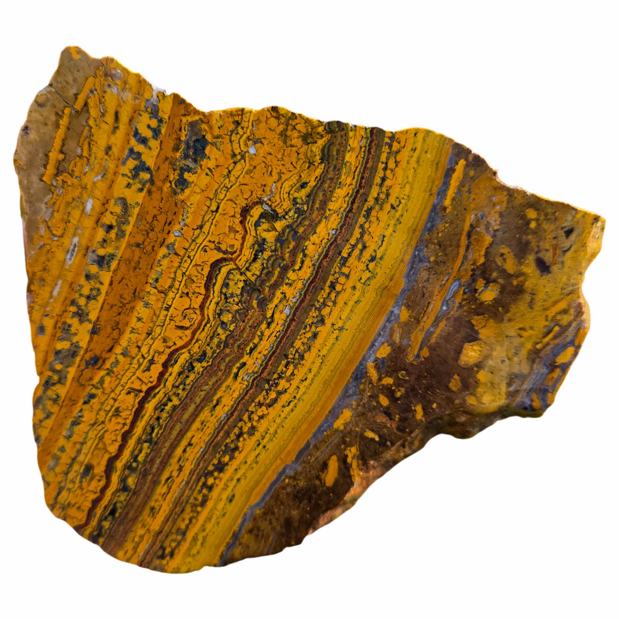 Apple Valley Jasper Slab - Banded Gold Stromatolites - Oregon Classic
