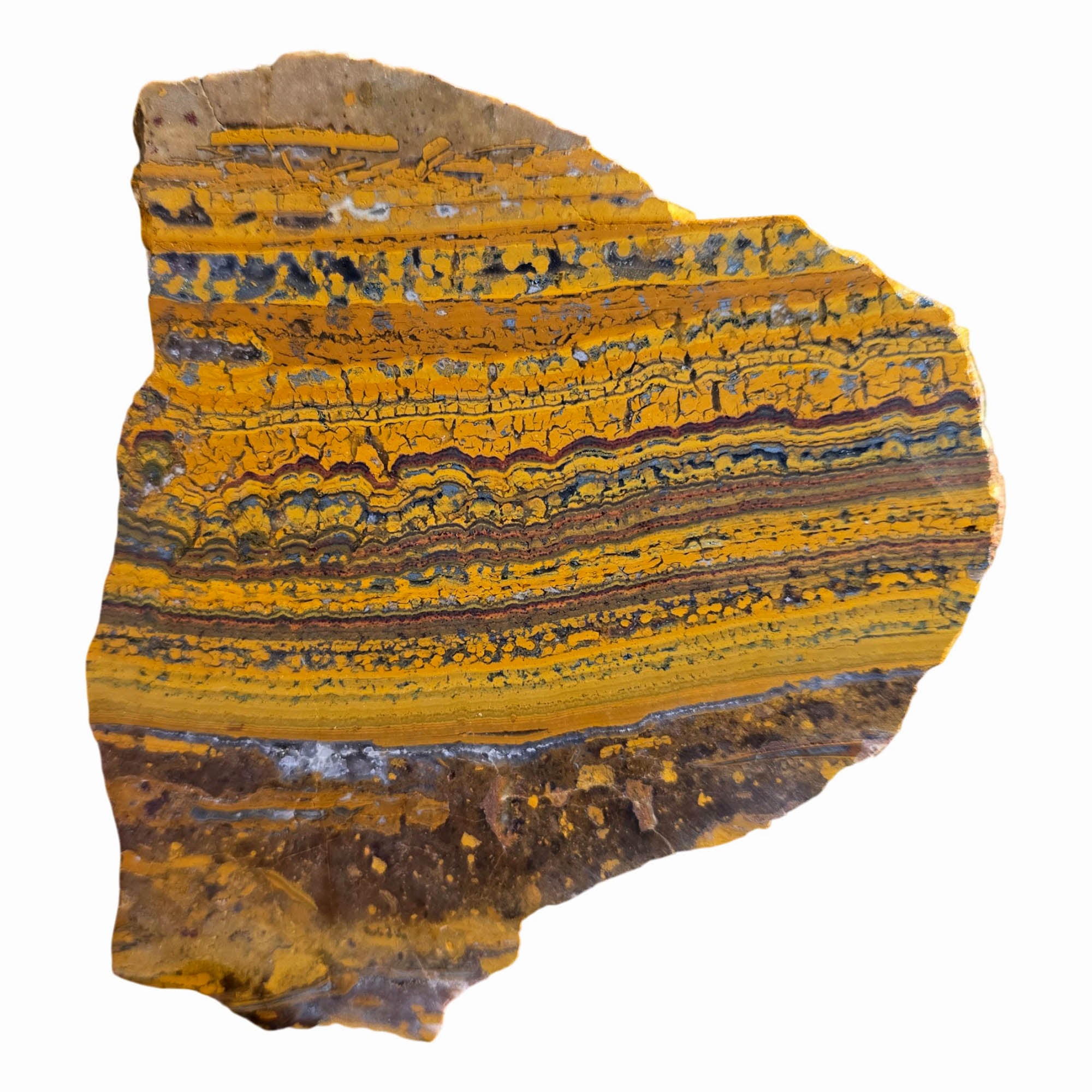 Apple Valley Jasper Slab - Banded Gold Stromatolites - Oregon Classic