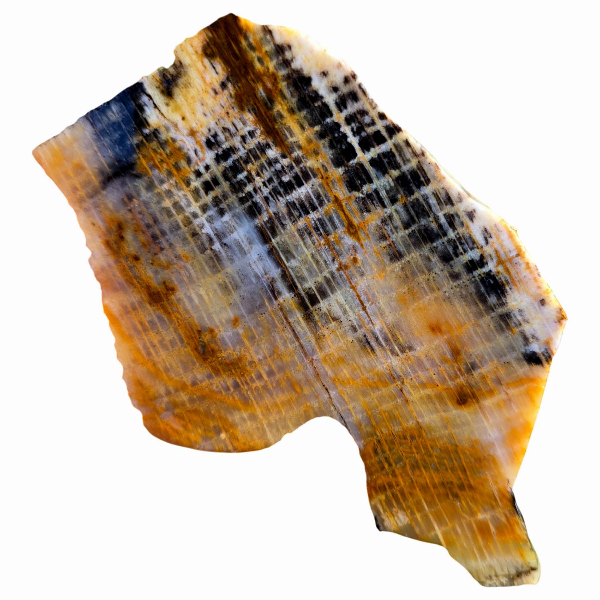 Calico Splatted Oak Slab – Opalized Petrified Wood Washington Rare #3833-Photo1