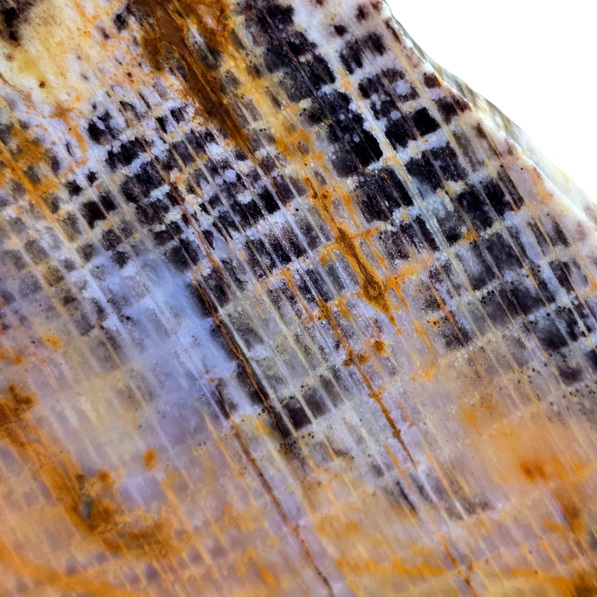 Calico Splatted Oak Slab – Opalized Petrified Wood Washington Rare #3833-Photo2