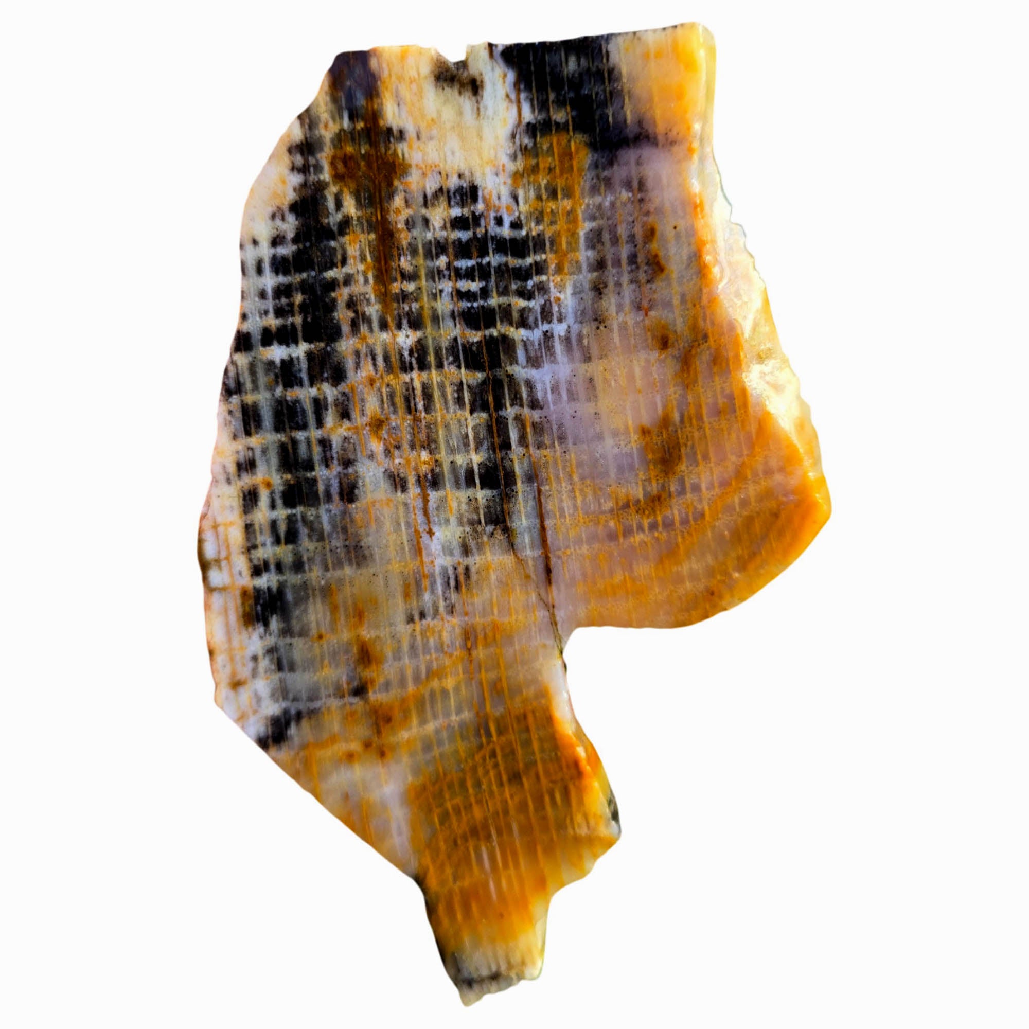 Calico Splatted Oak Slab – Opalized Petrified Wood Washington Rare #3833-Photo3